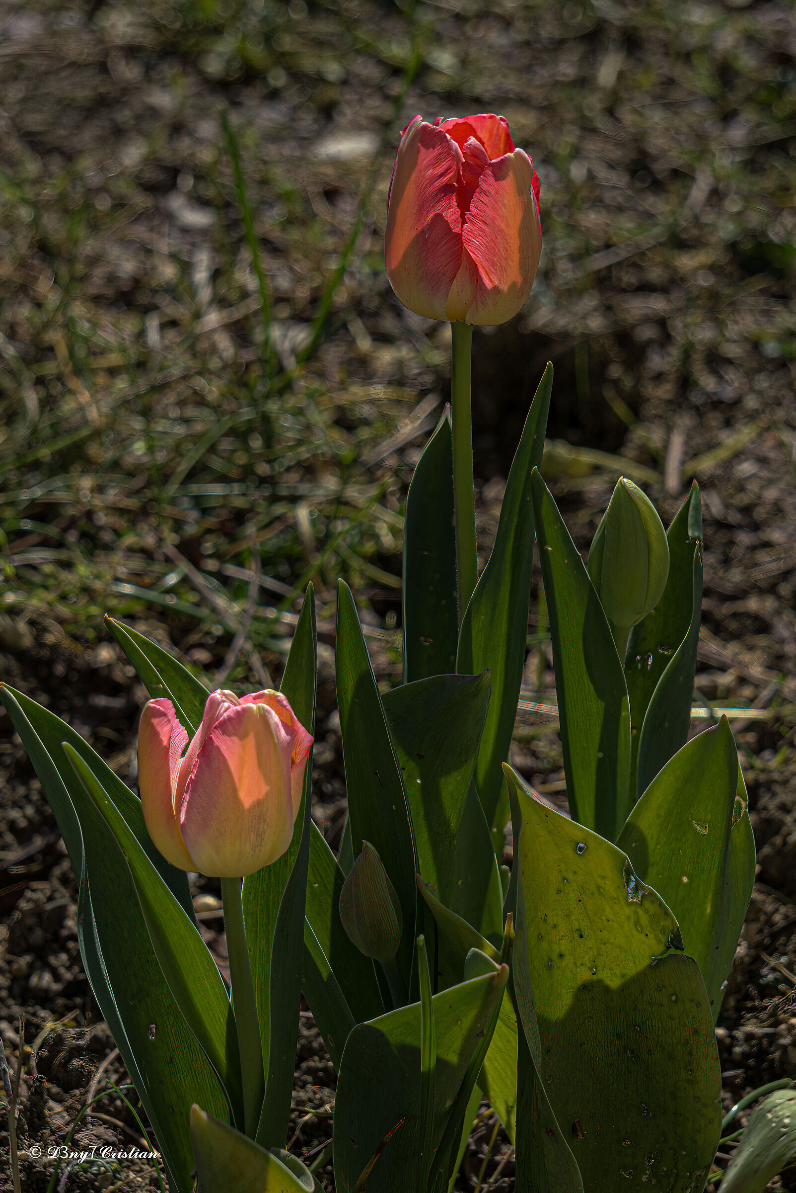 Tulipano