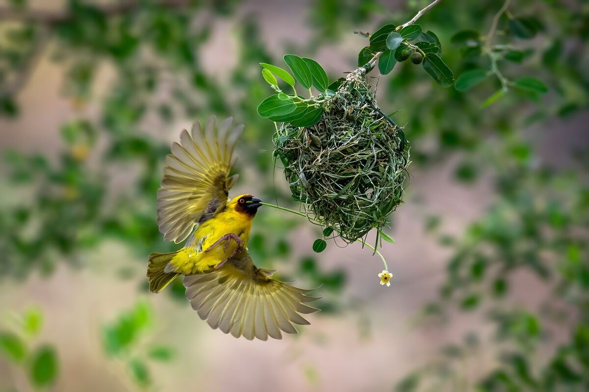 Rueppell's weaver