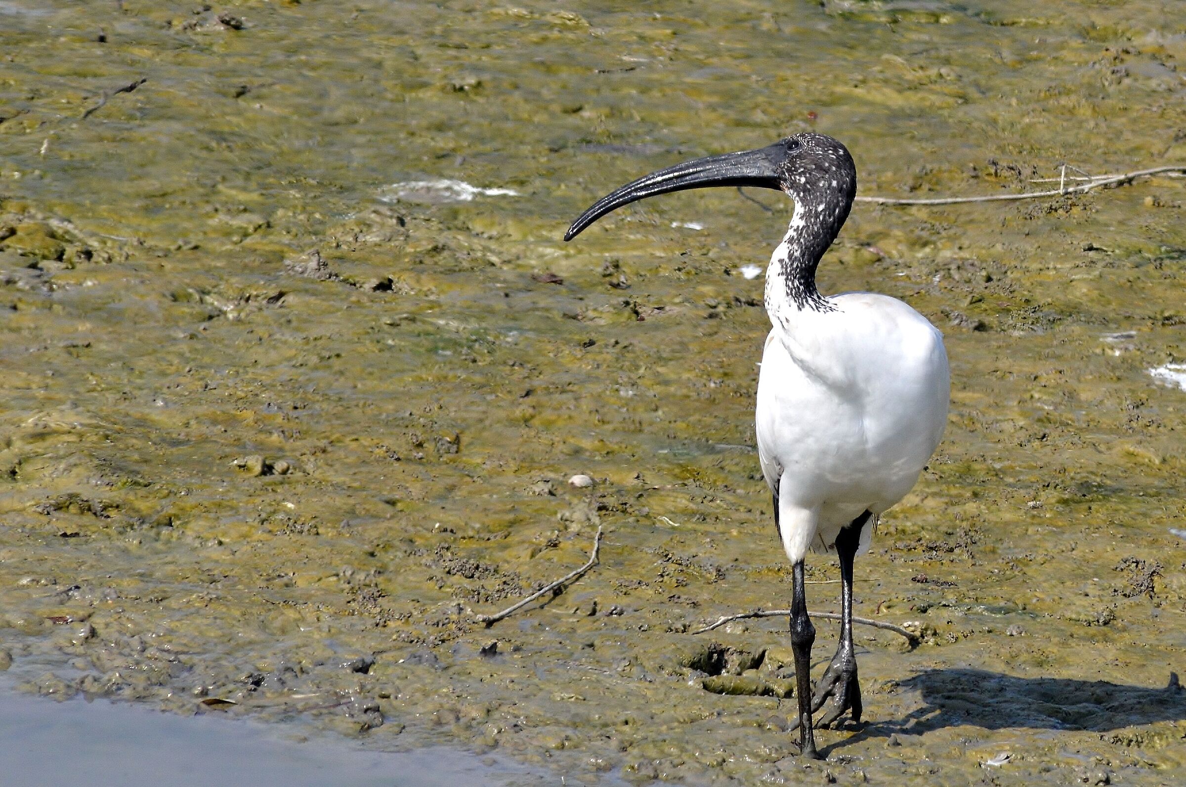 ibis