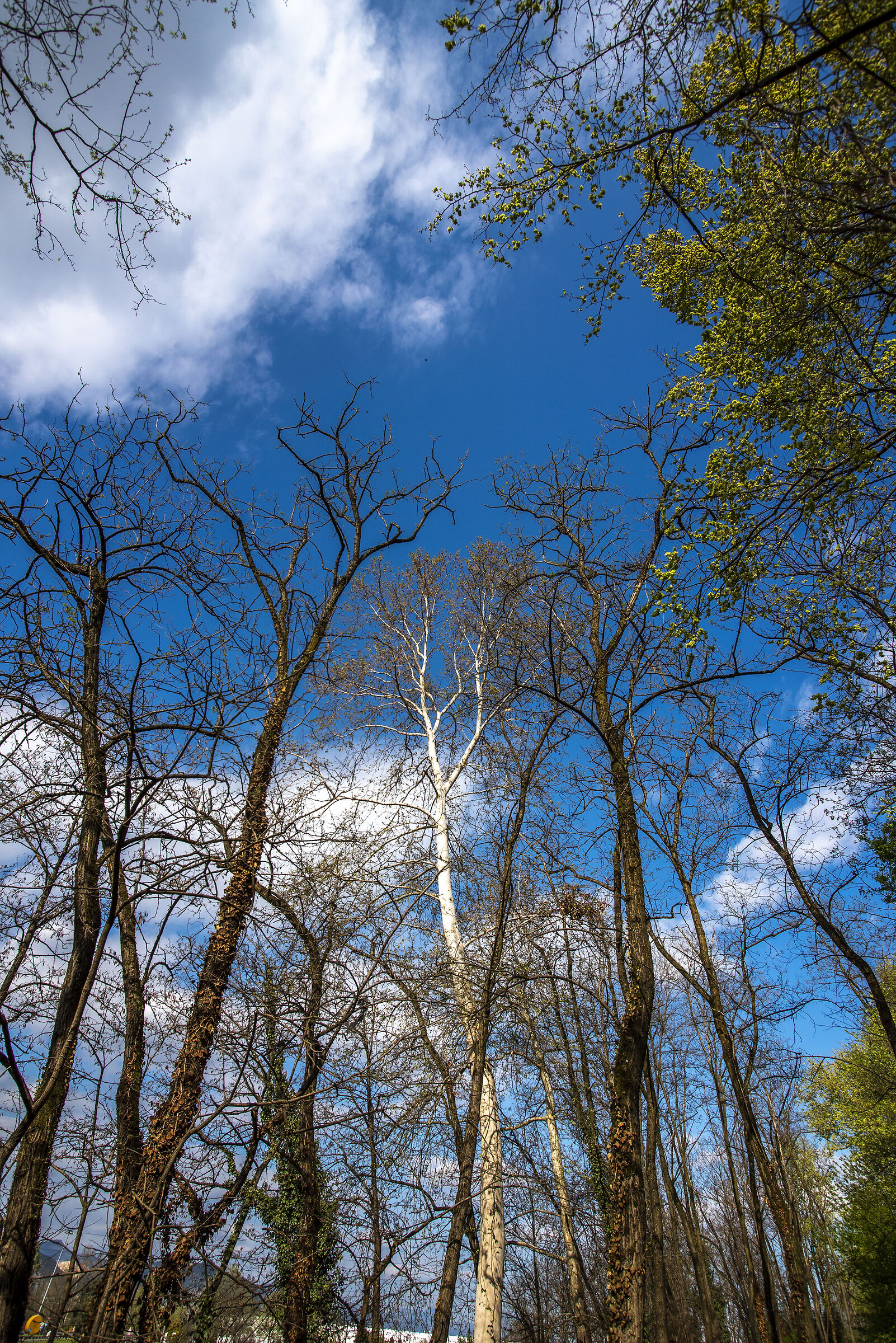 la pecora nera...o mosca bianca