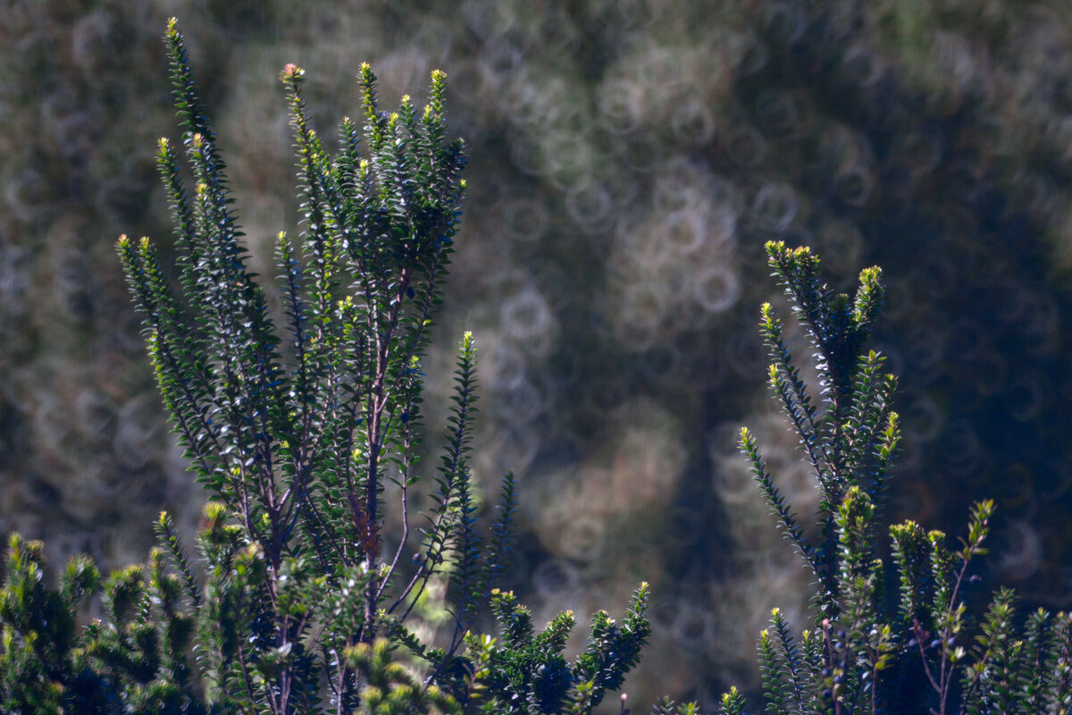 I fiori nel deserto.