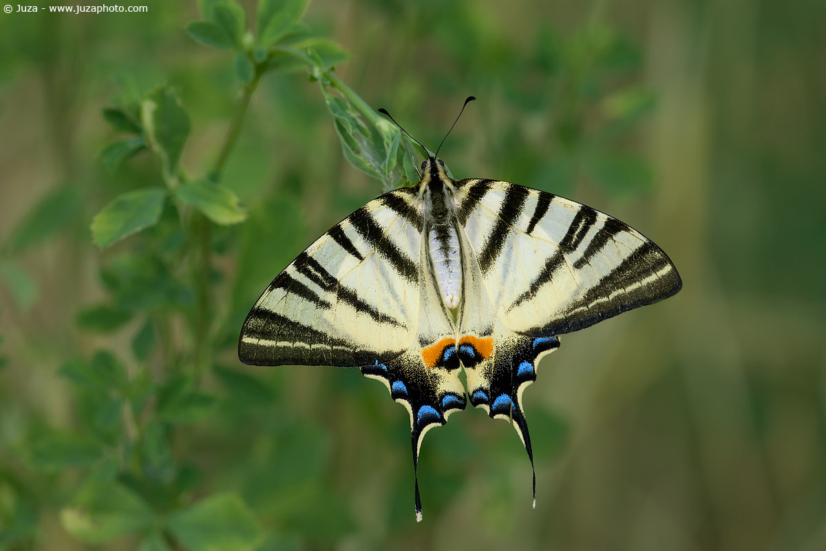 Iphiclides podalirius, 010147