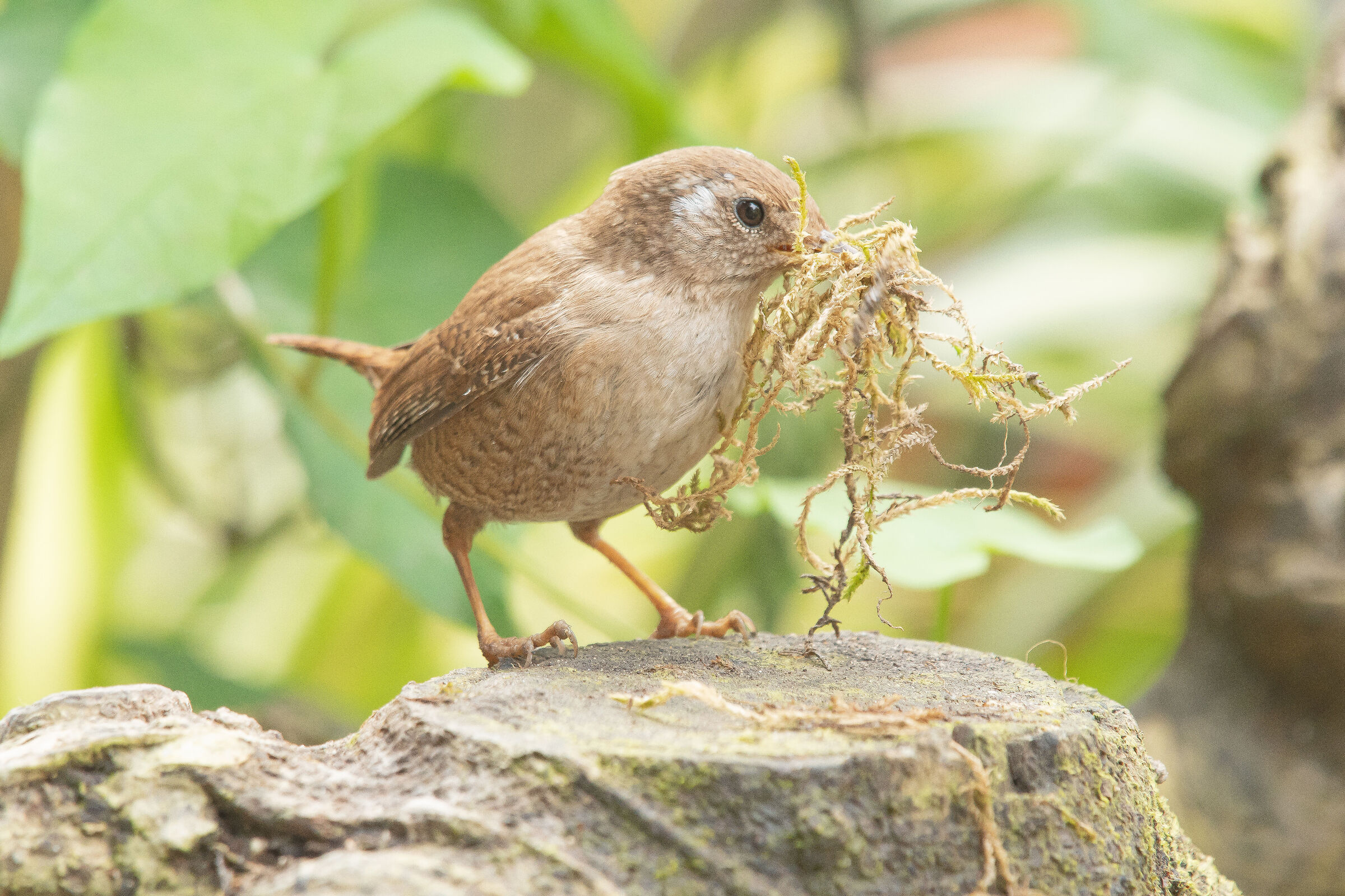 wren