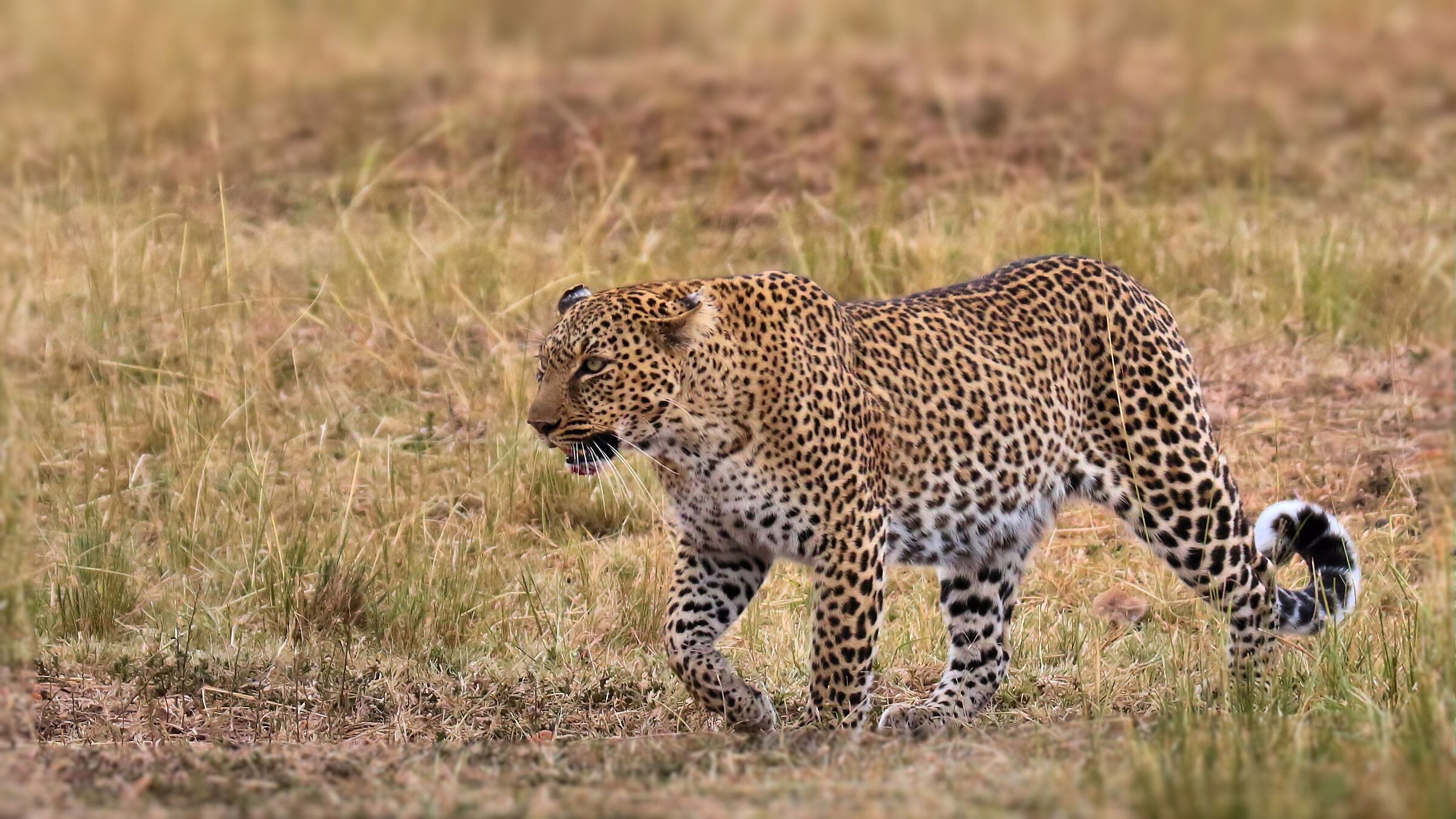 La passeggiata del leopardo