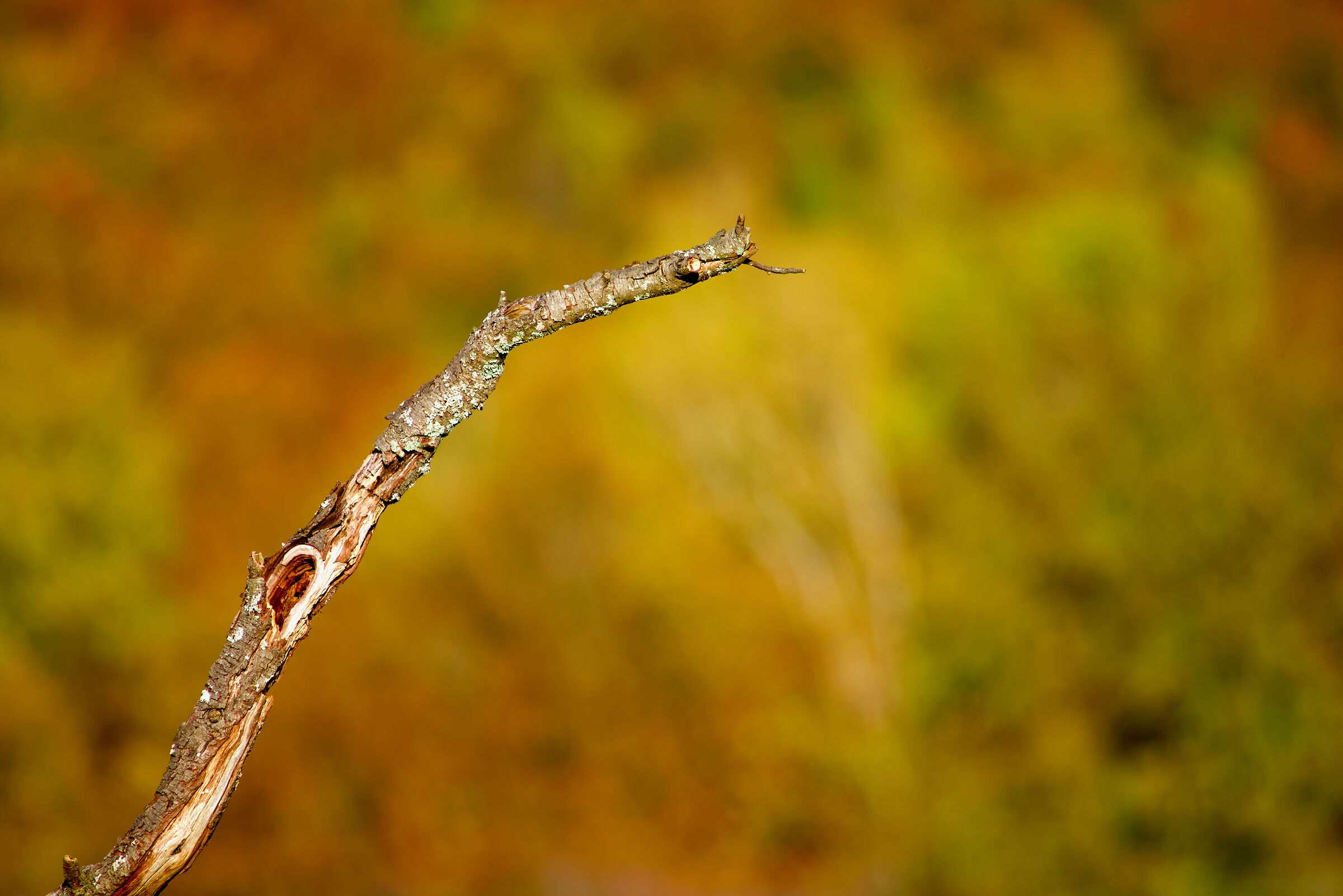 The colors in the background... 1