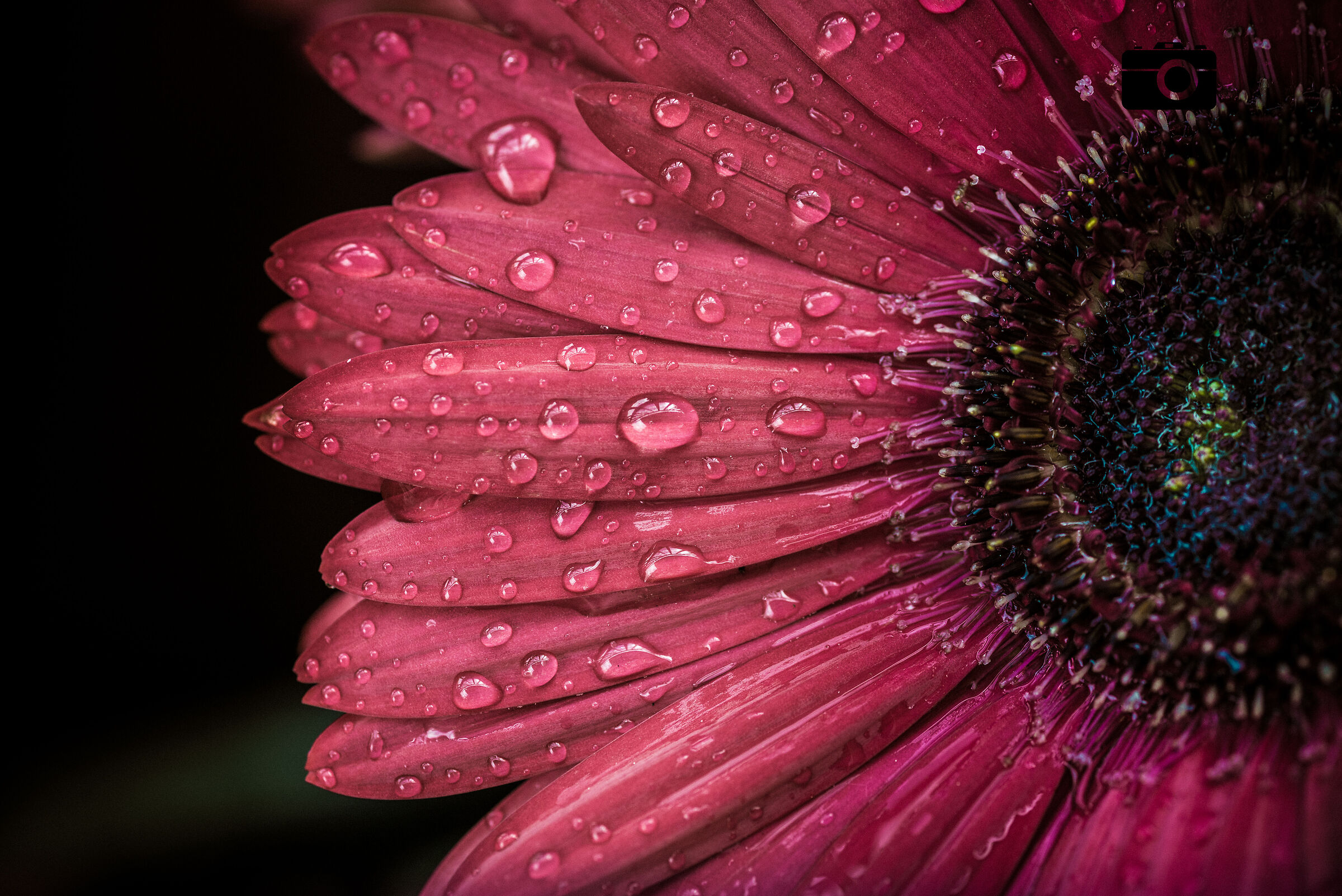 Drops