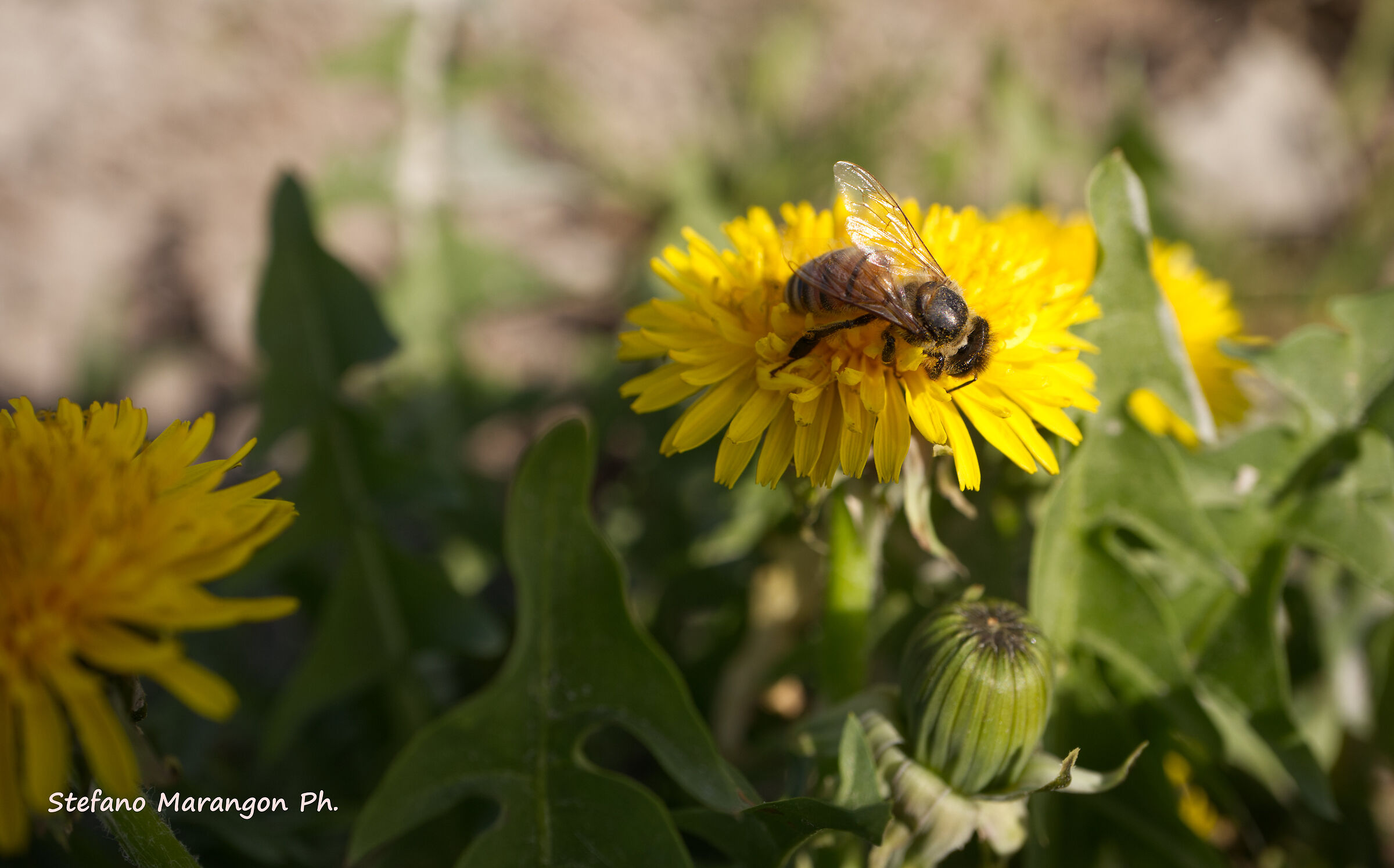 Bees at work
