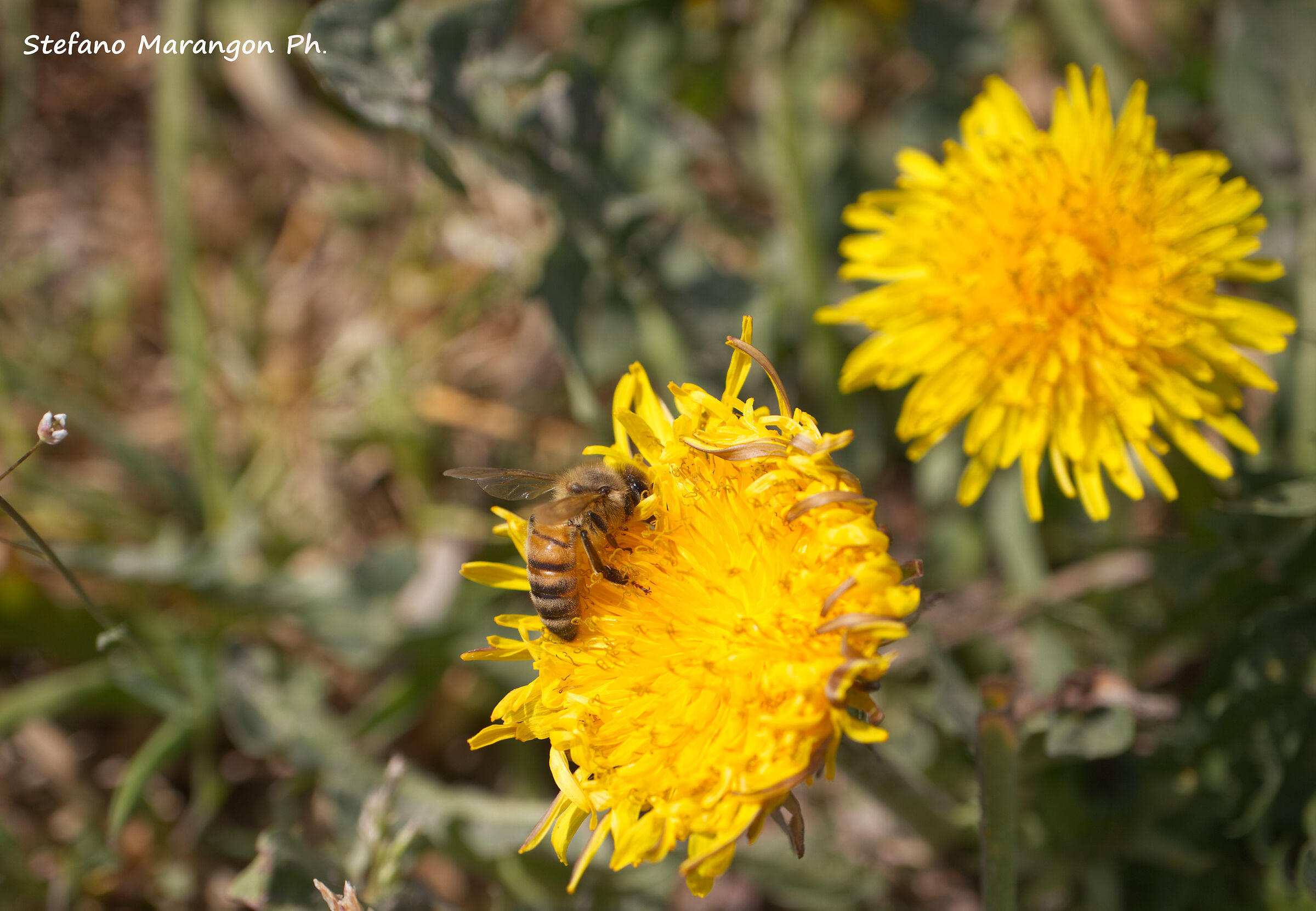 Bees at Work2