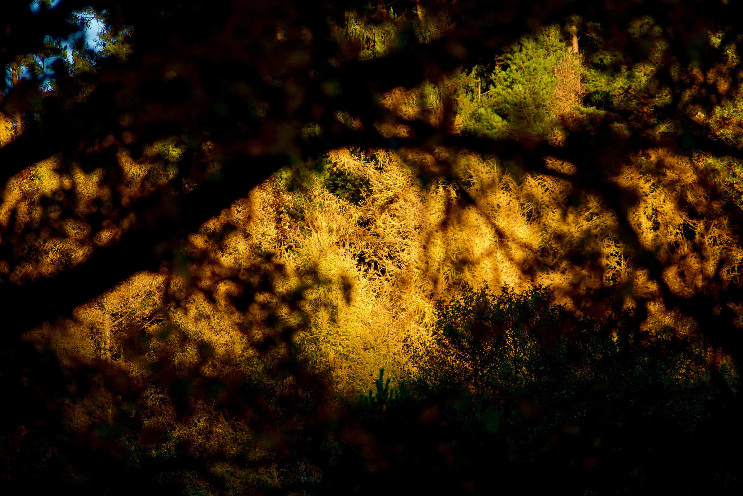 The Larches in Flames...