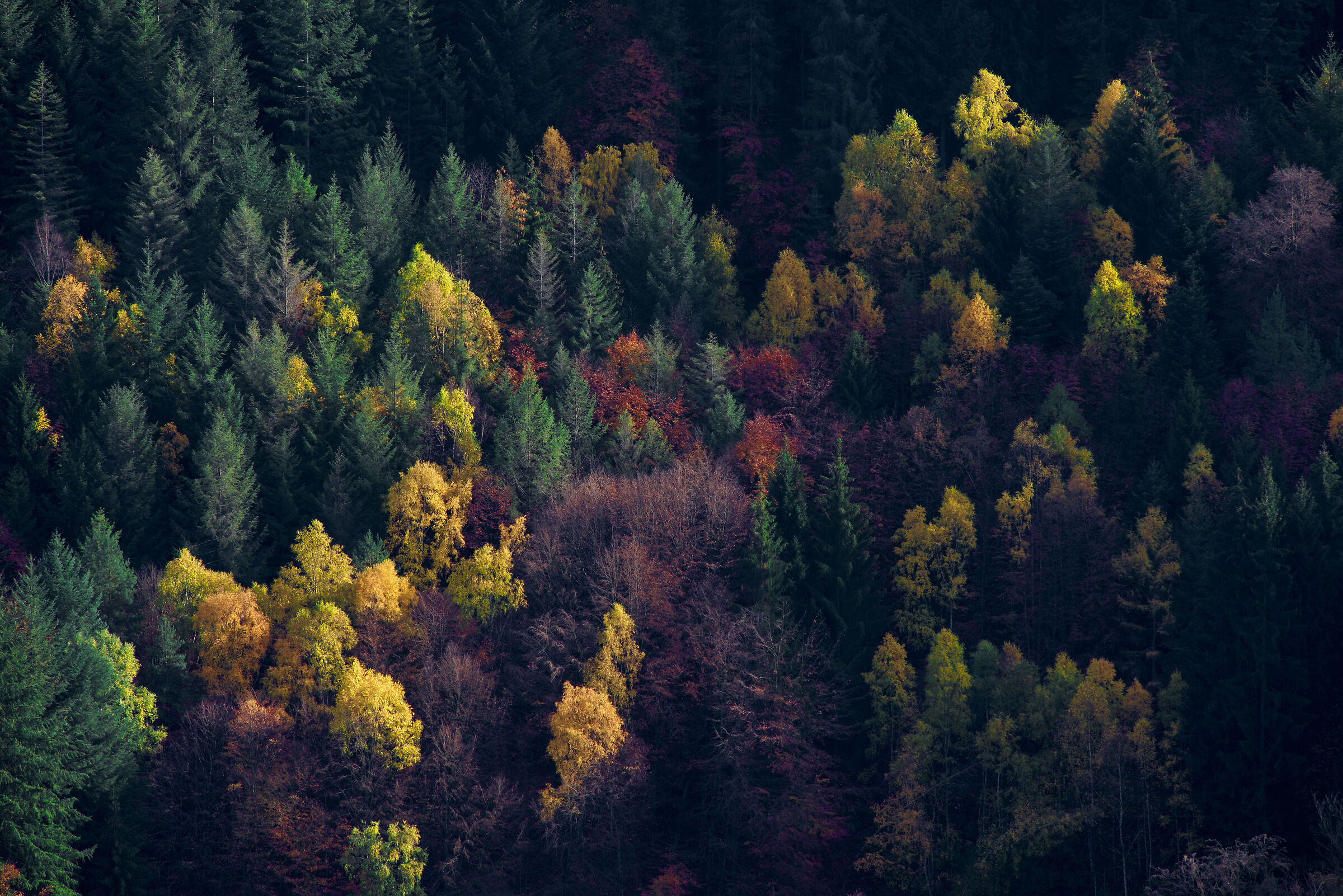 The Full Array of Colors 2