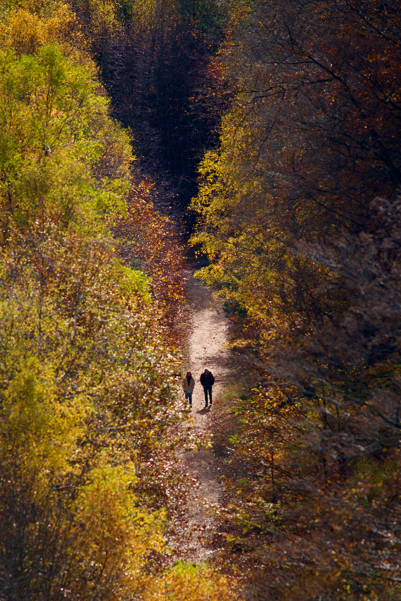 Two Steps in the Golden Wood