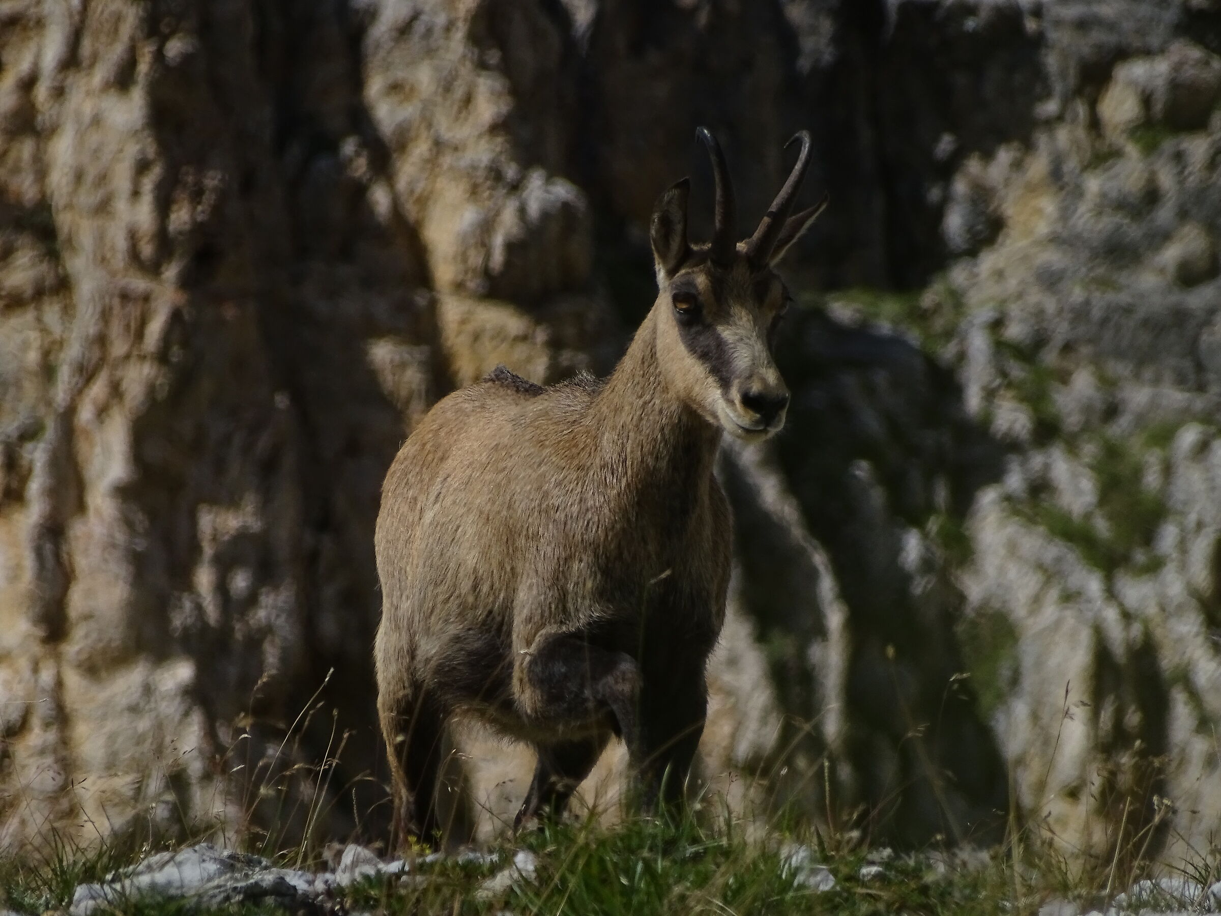 Trekking trai camosci