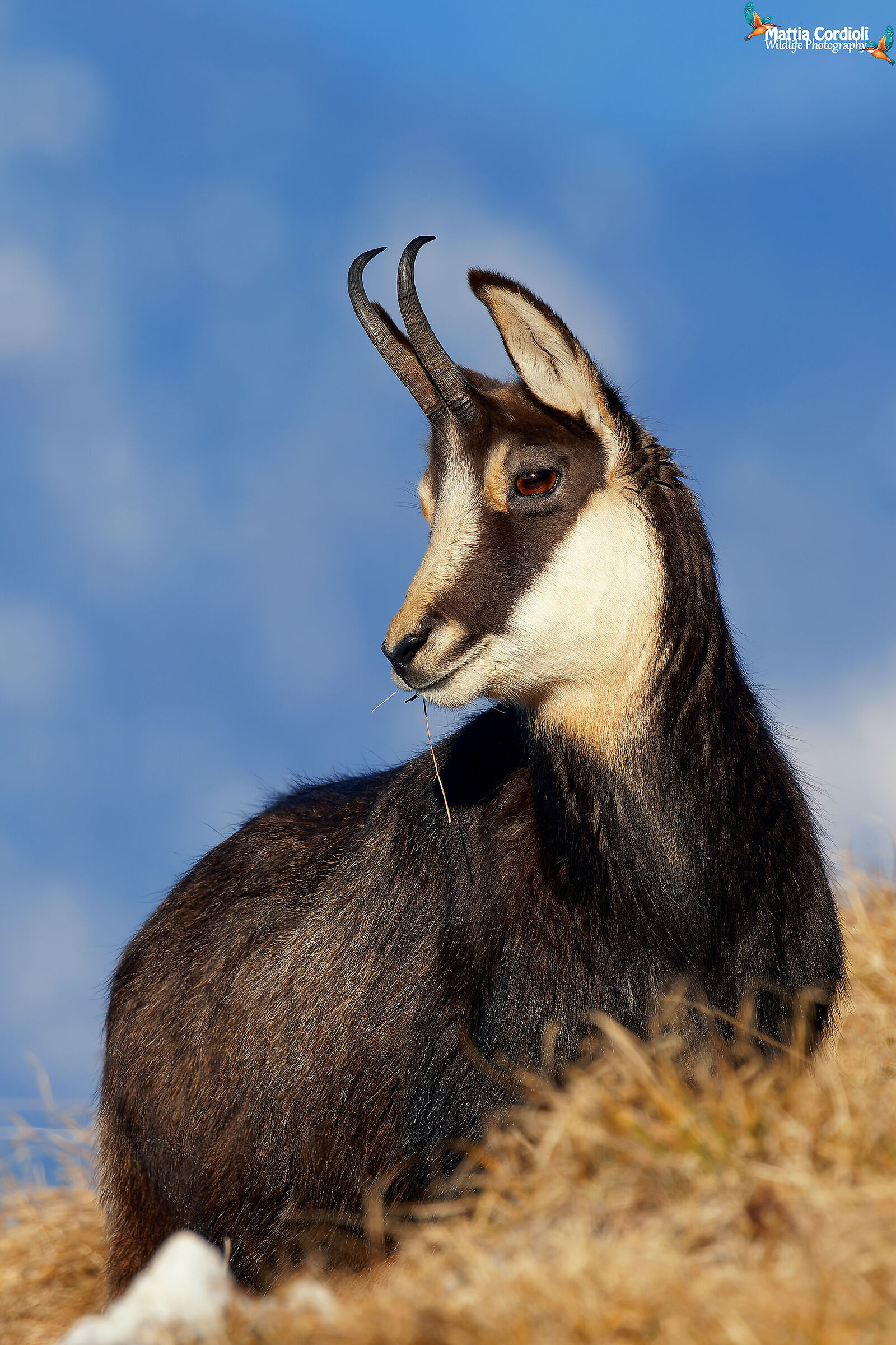 chamois