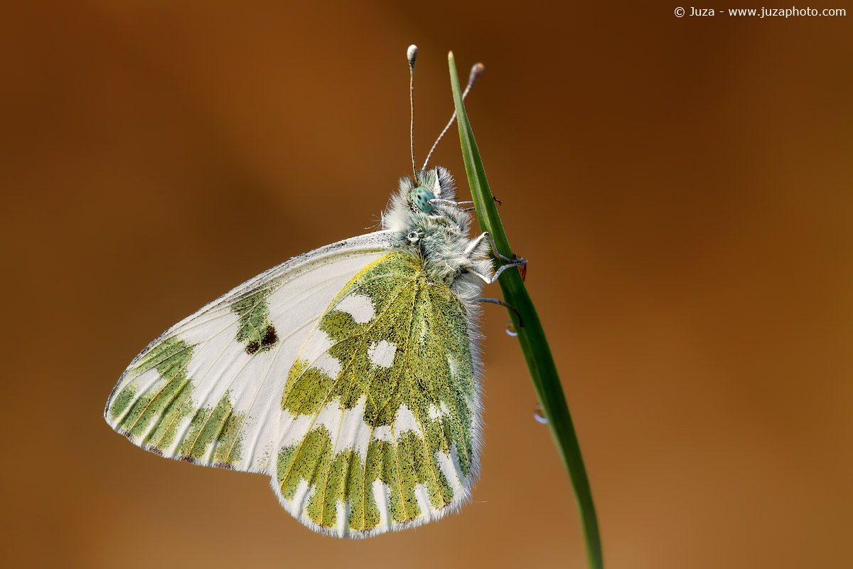 Pontia edusa, 012092