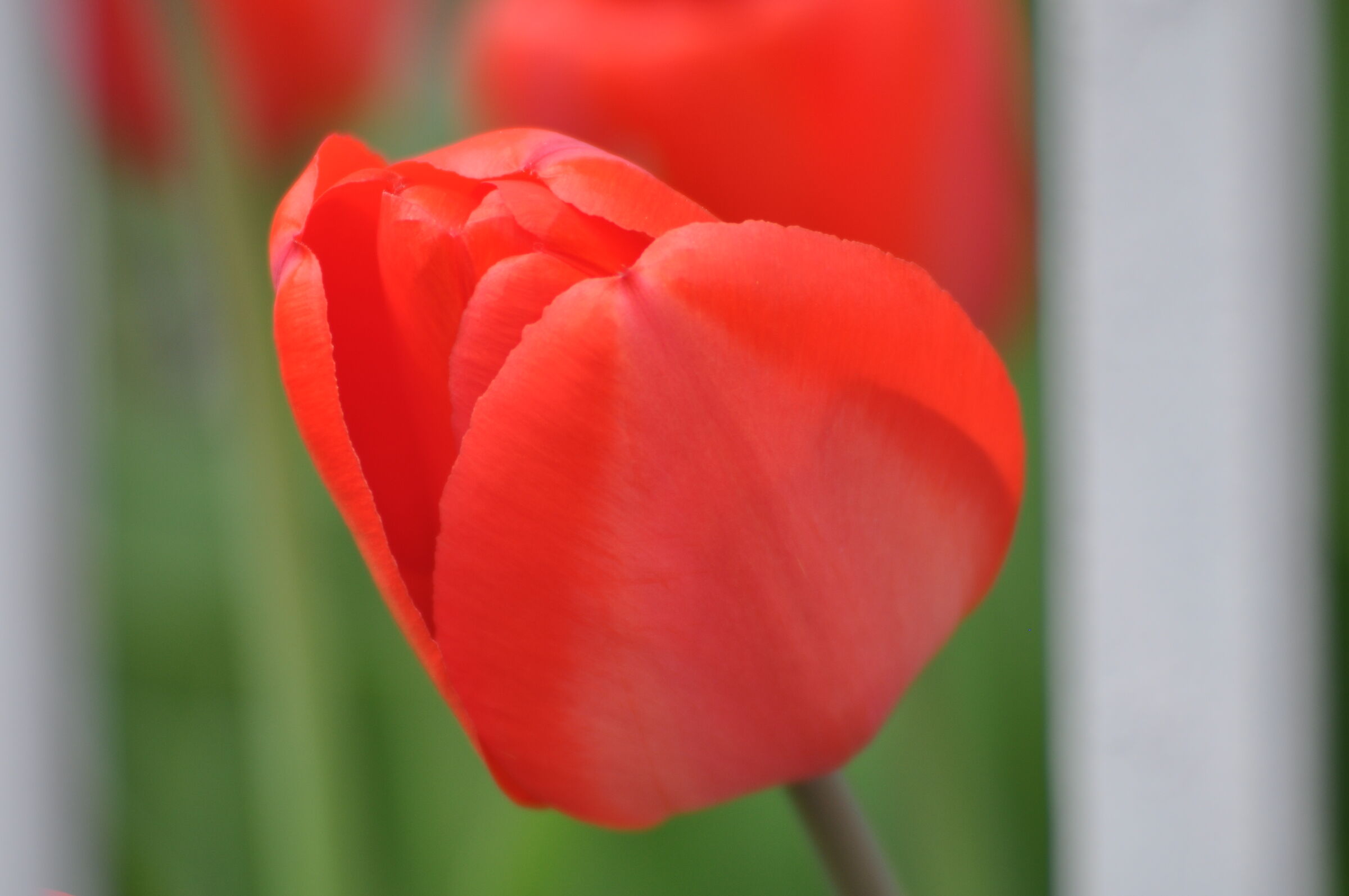 tulipano