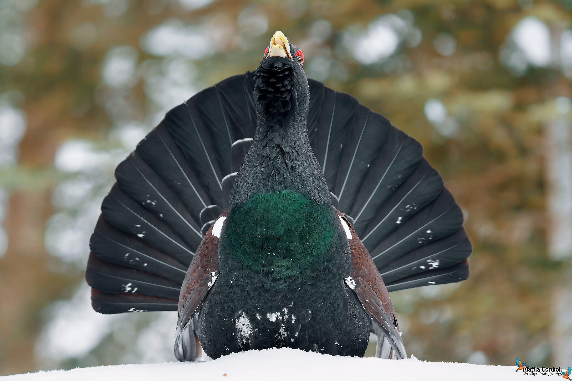 gallo cedrone
