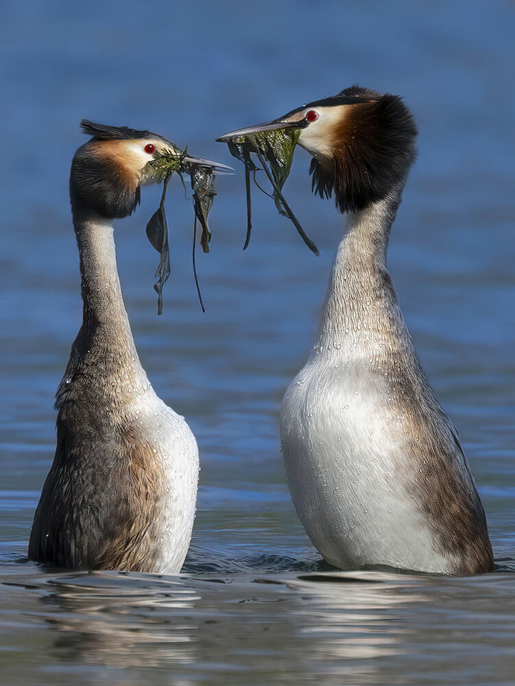 faccia a faccia, svassi maggiori in parata nuziale