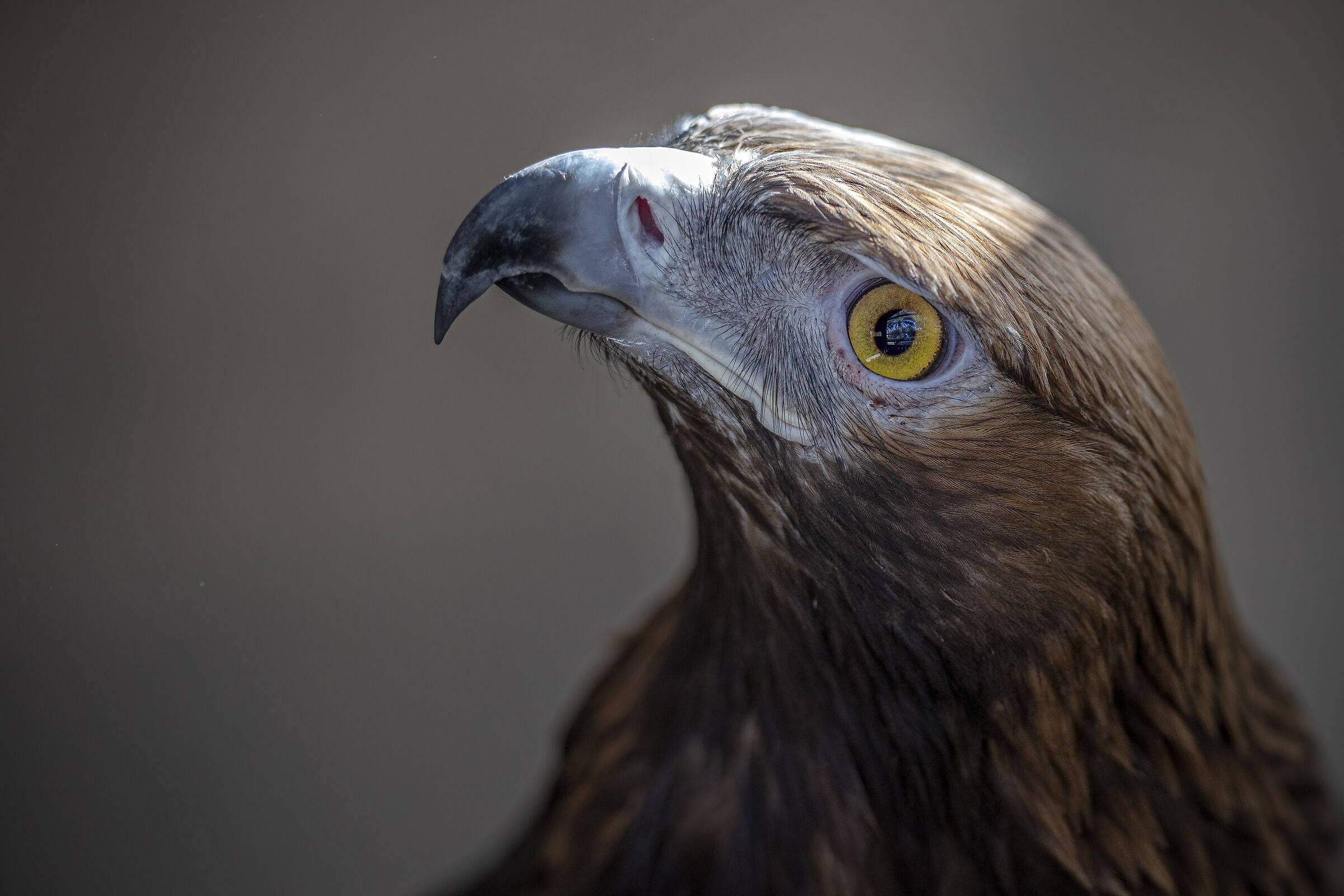 Golden Eagle