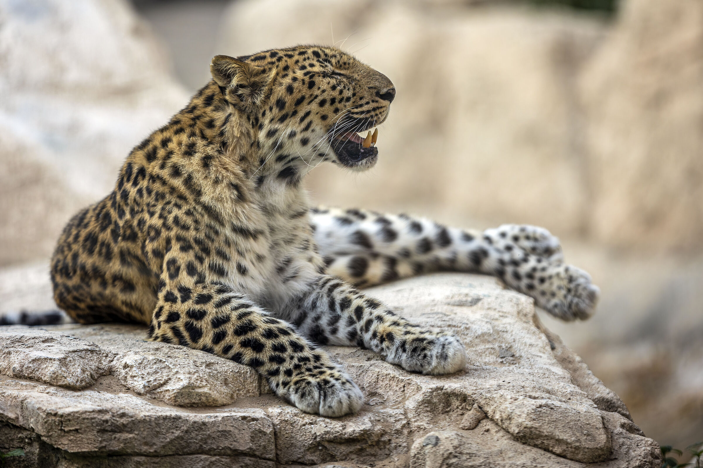 Leopardo dell'Amur