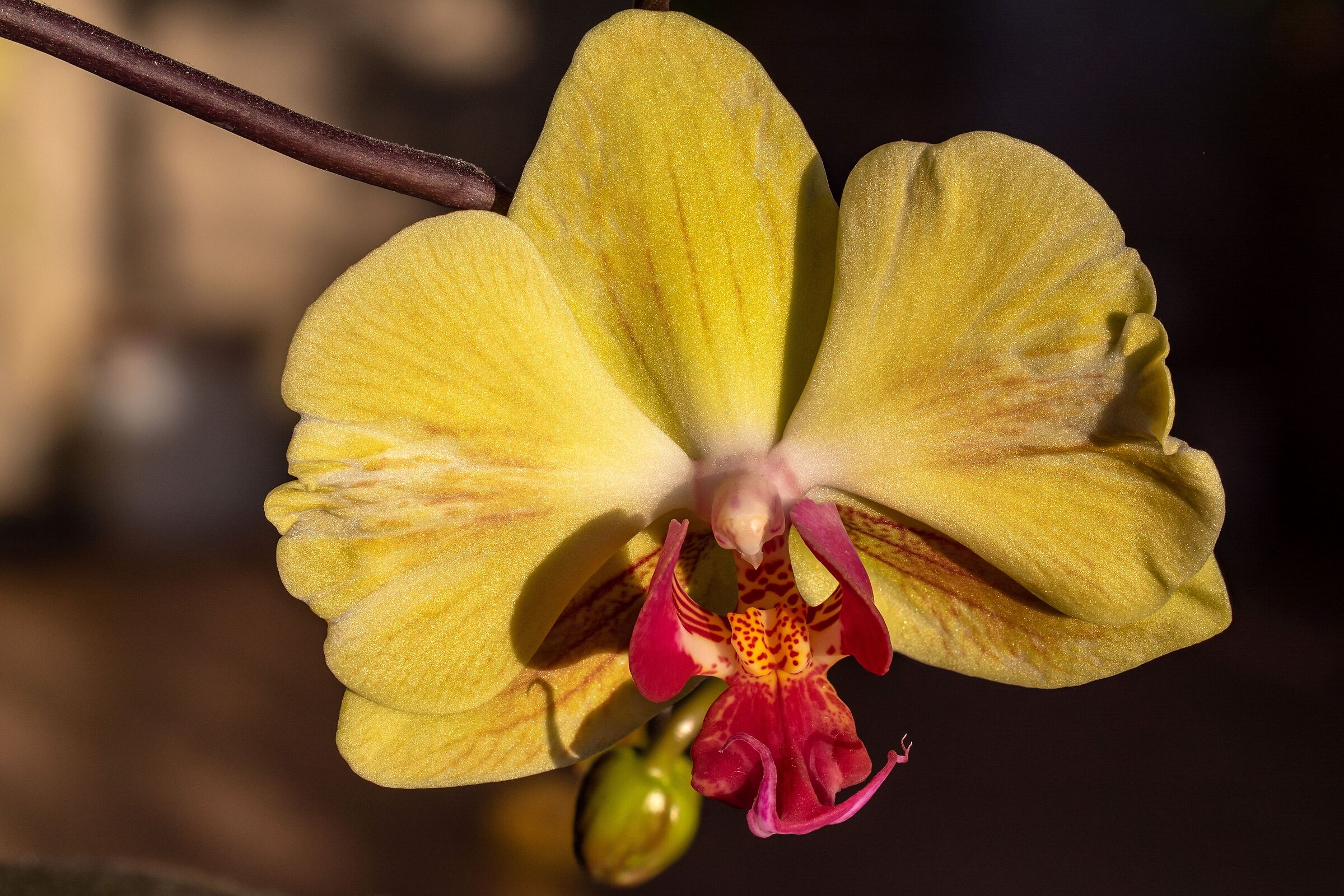 Yellow orchid