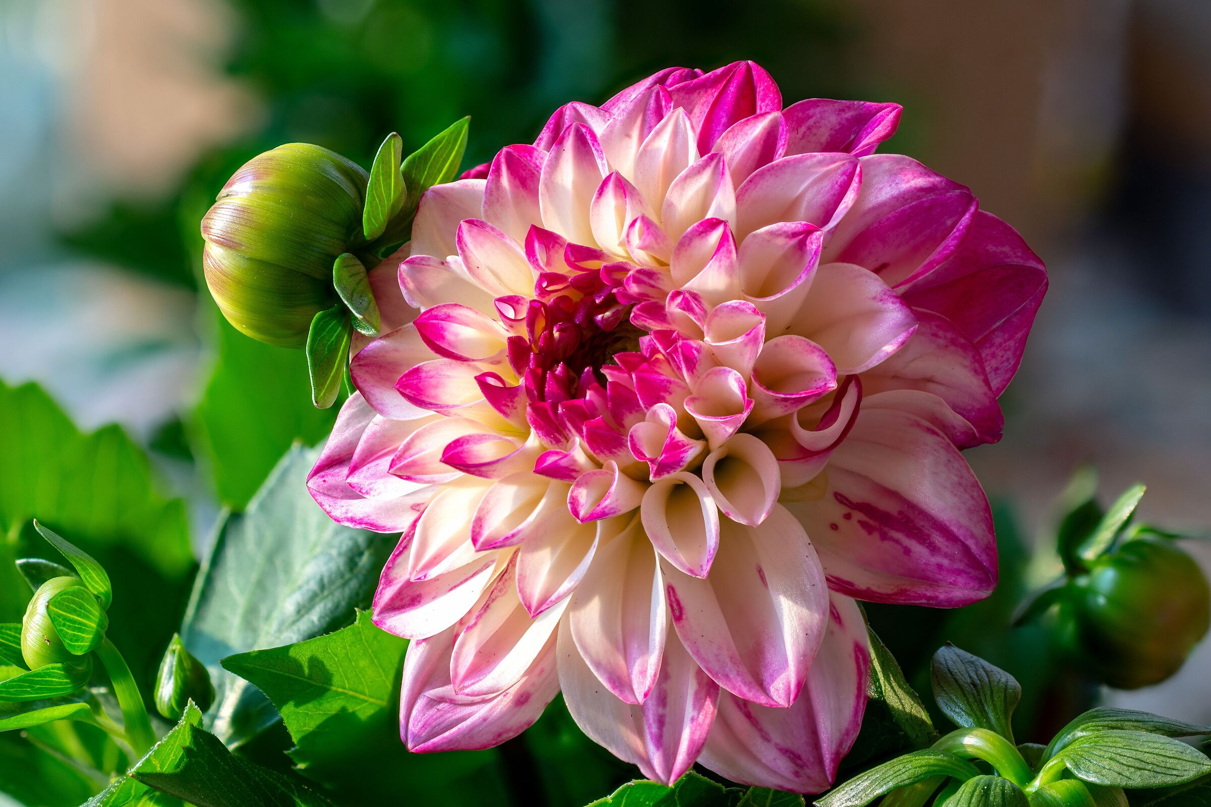 Dalia Flower