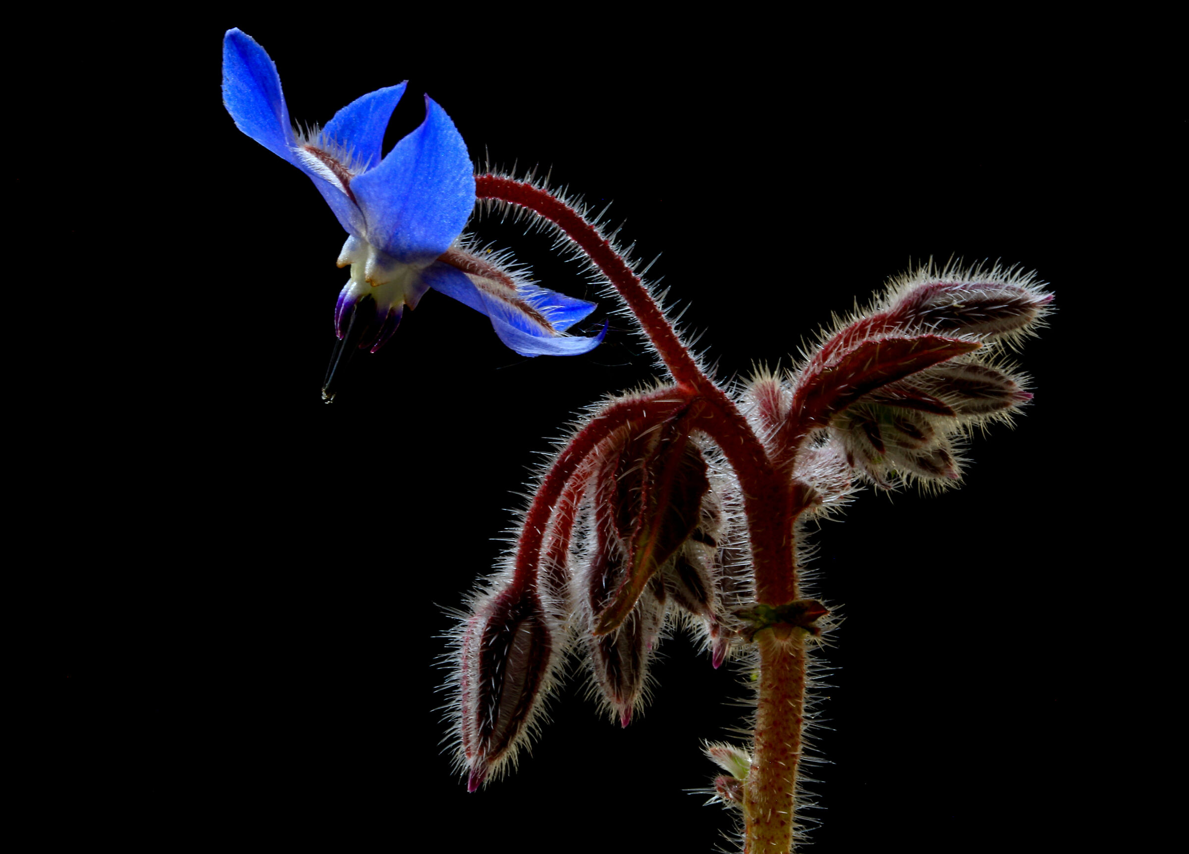 una piccola borragine
