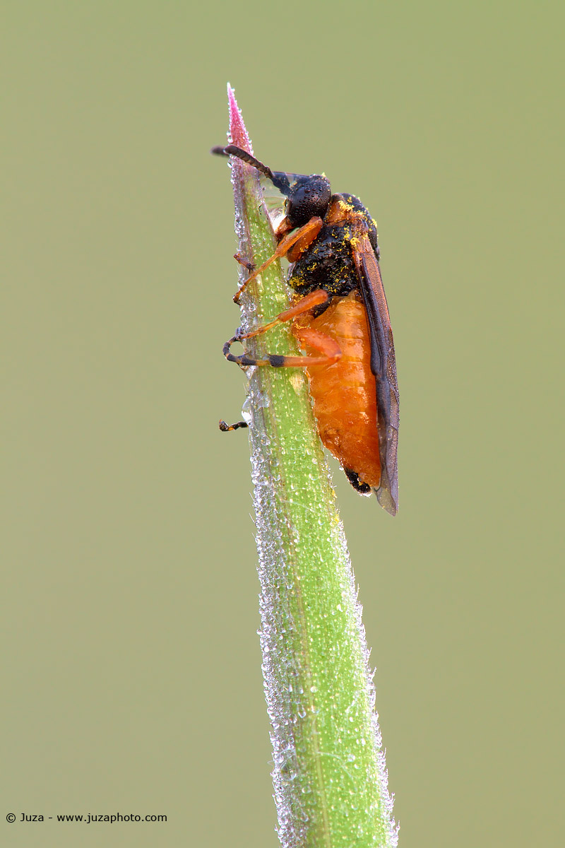 Arge ochropus, 012097