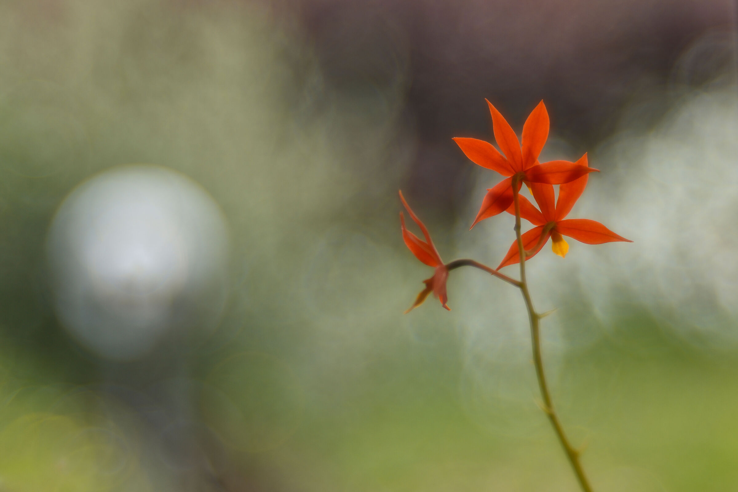 Epidendrum vitellina