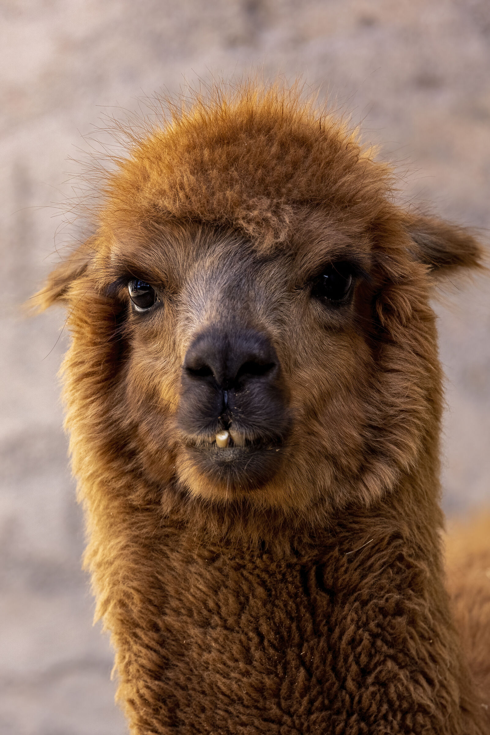 Alpaca