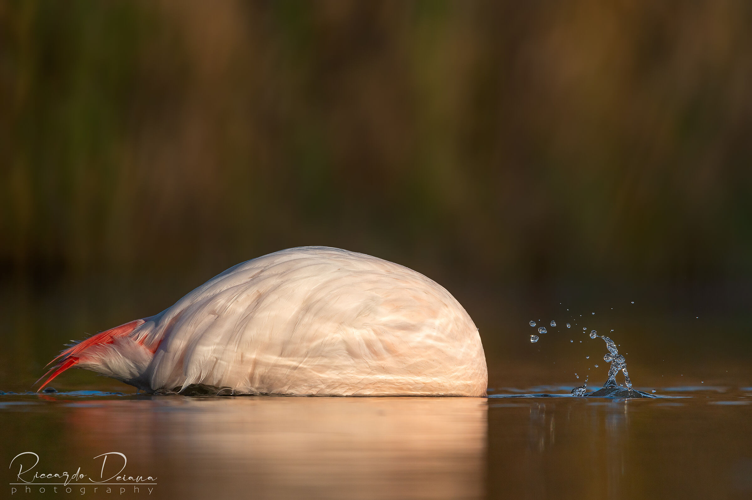 The Plunge