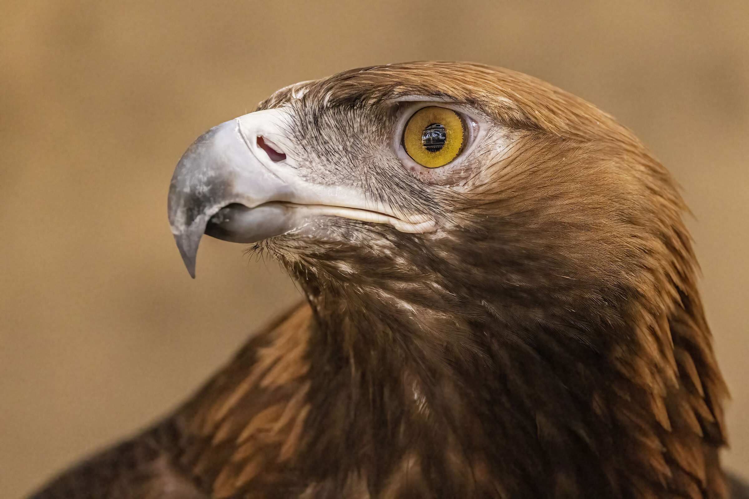 Golden Eagle
