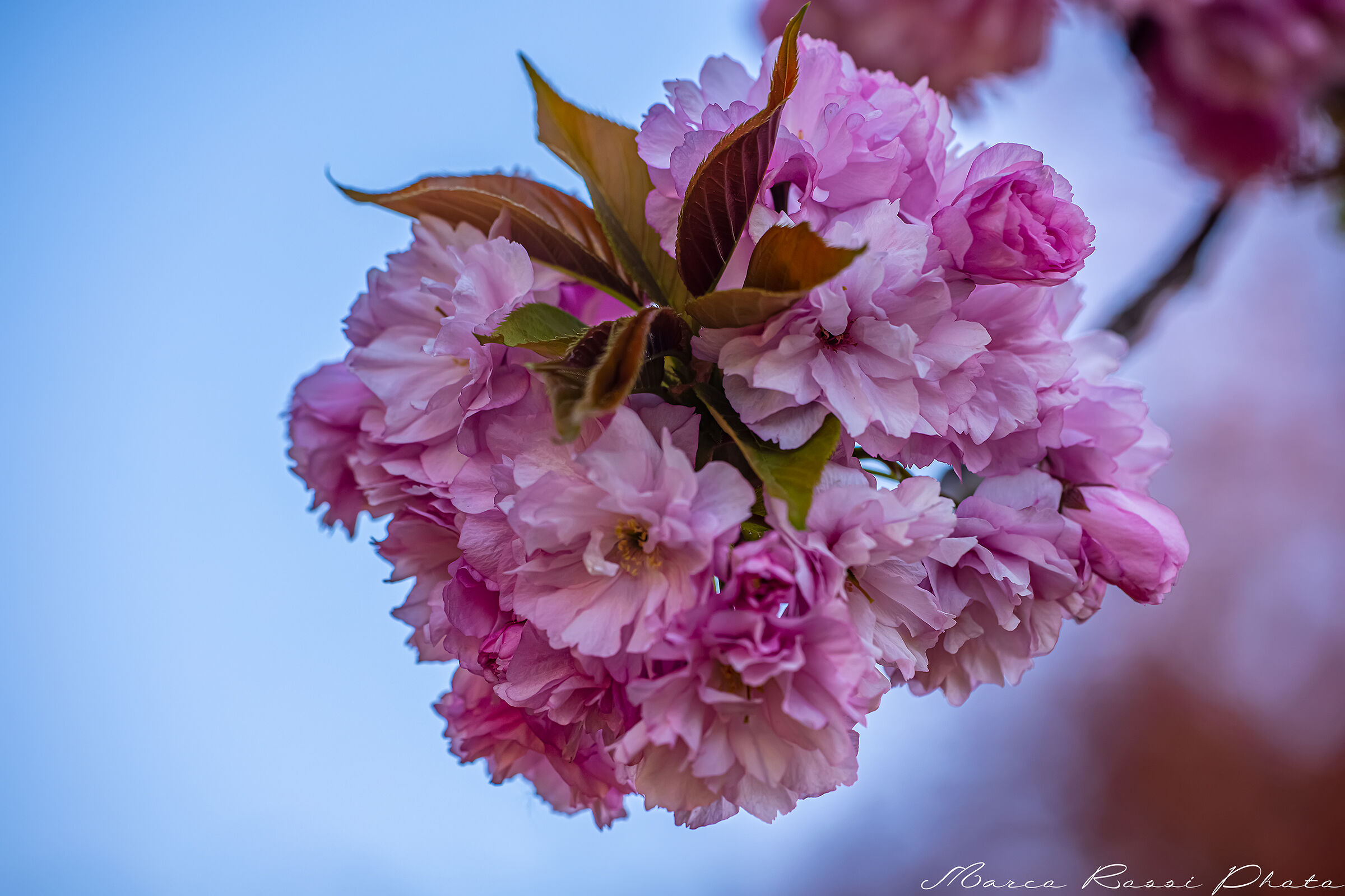 Primavera arriva comunque