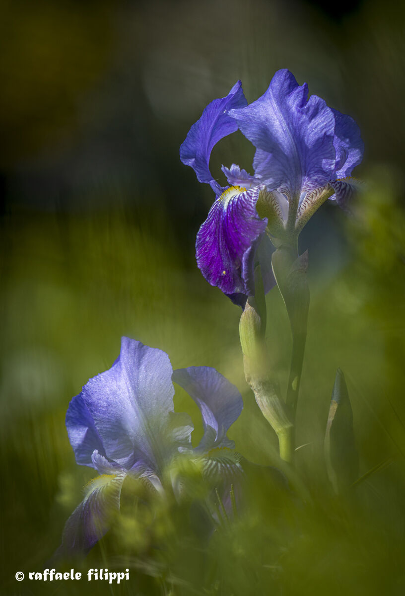 Iris or Giaggiolo