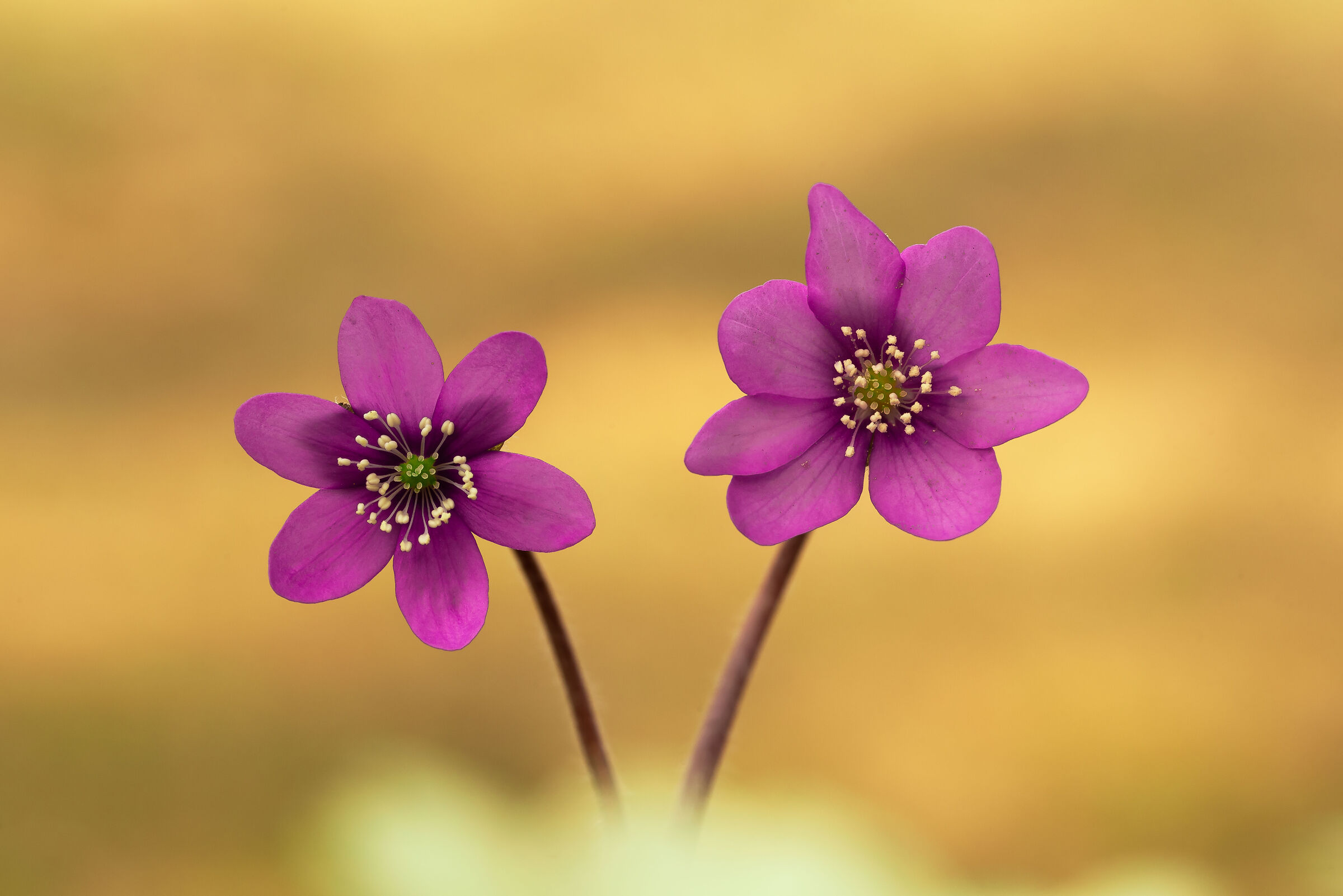Hepatica nobilis