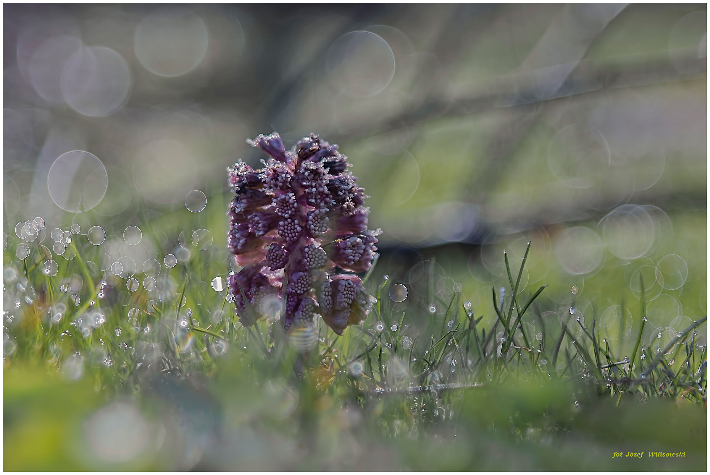 Diaplan modificato 80/2,8