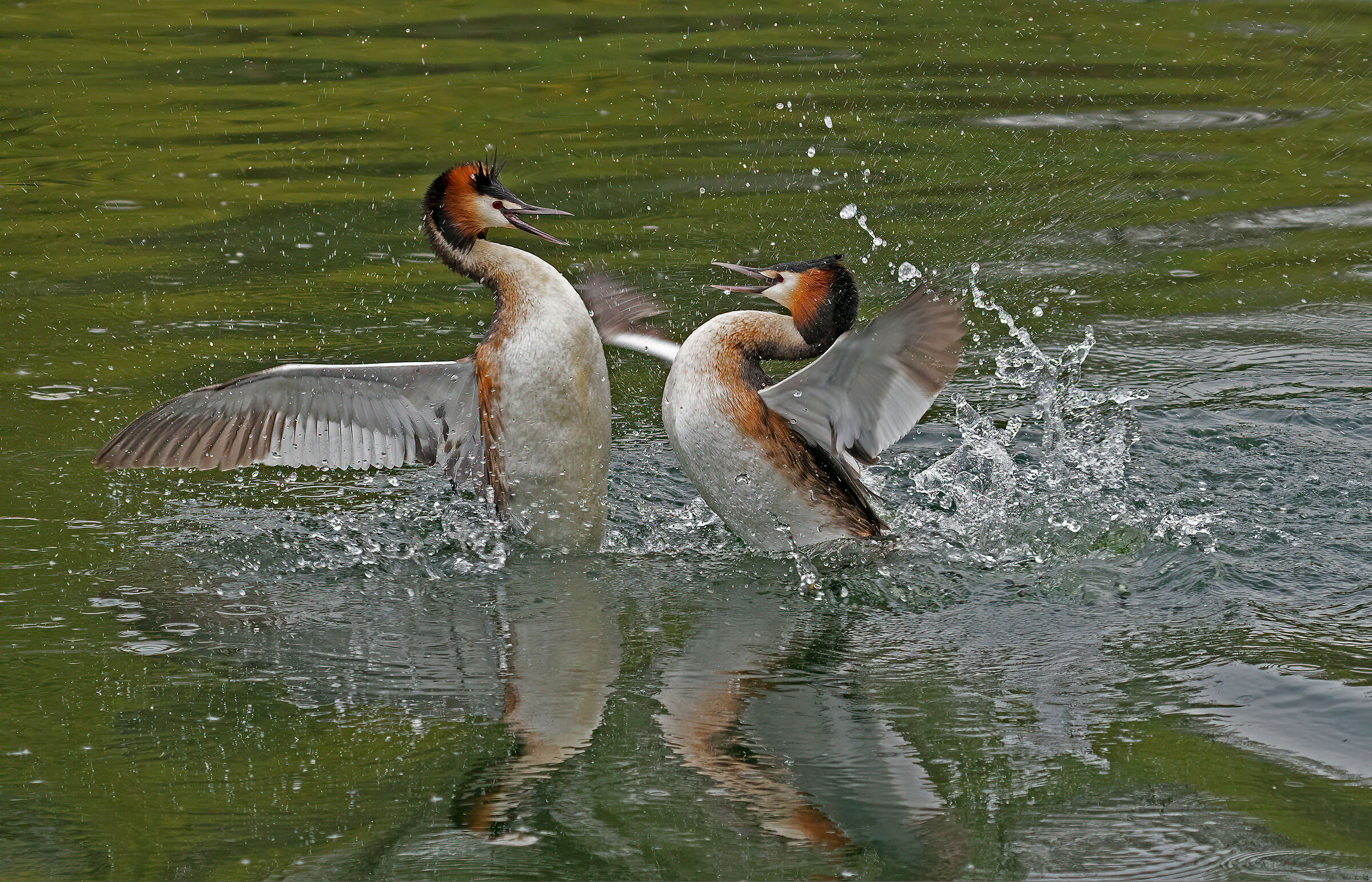 Svasso Maggiore - Combattimento per il territorio