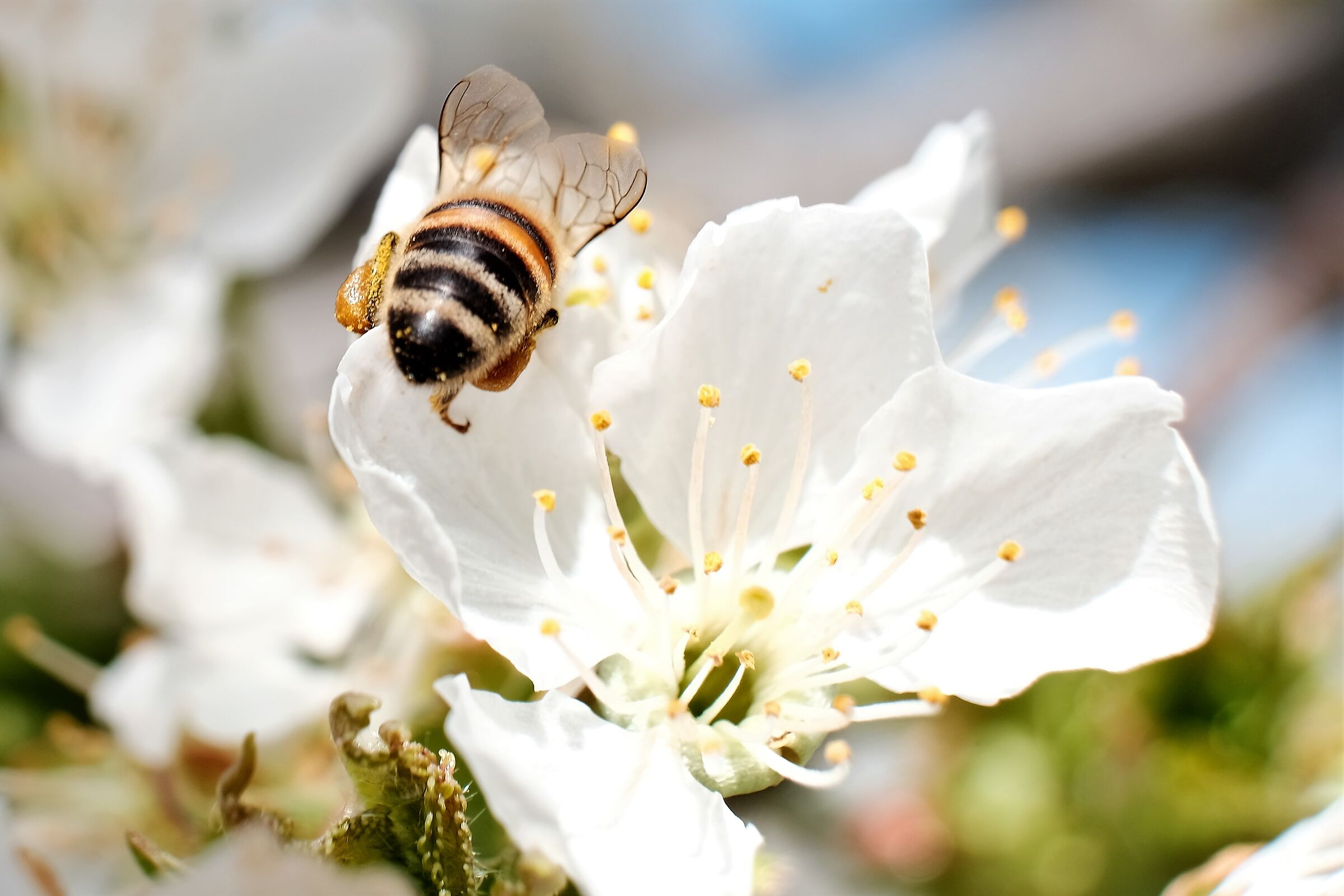 Ciliegio che passione