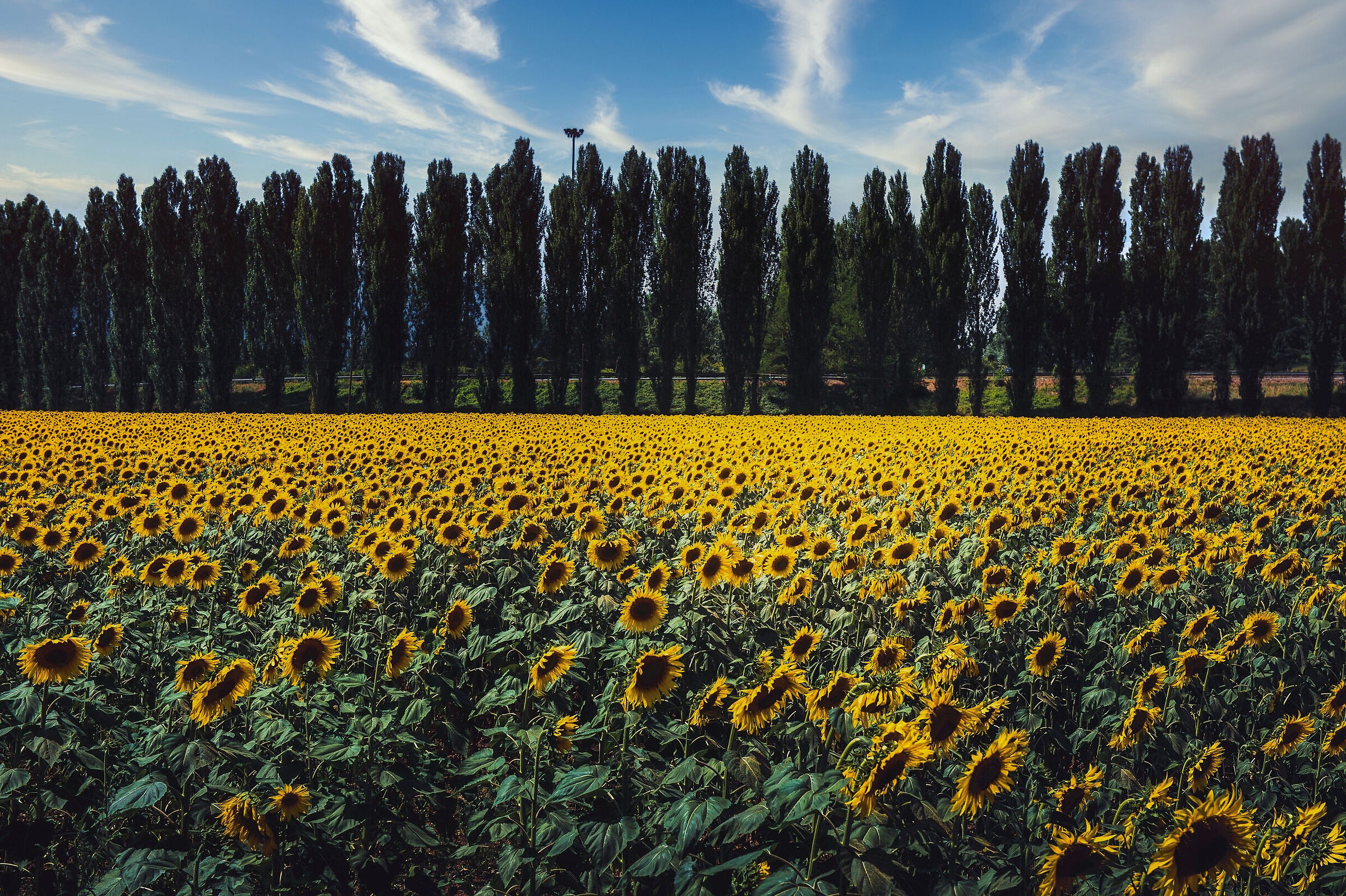 Sunflowers