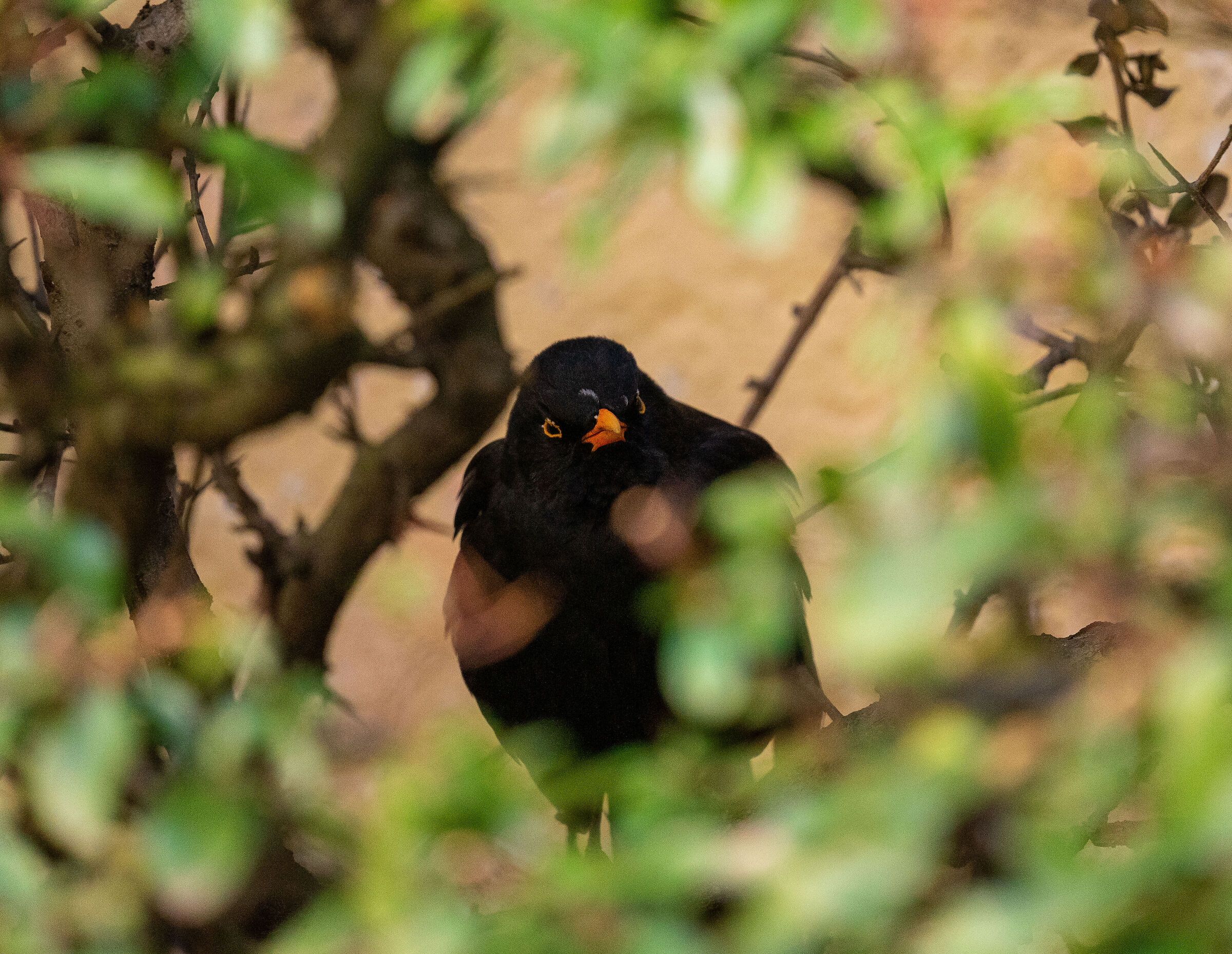 Merletto indispettito dai passanti