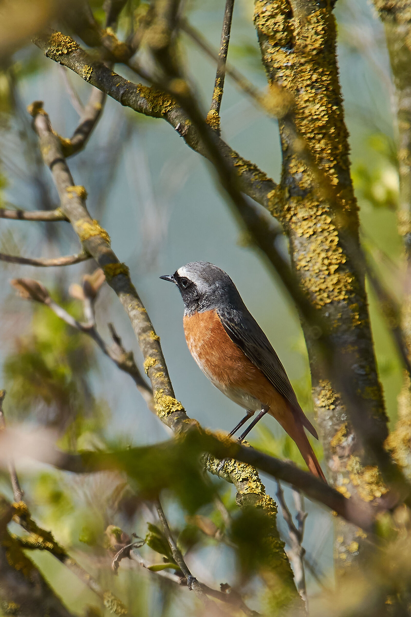 Il Codirosso Indifferente