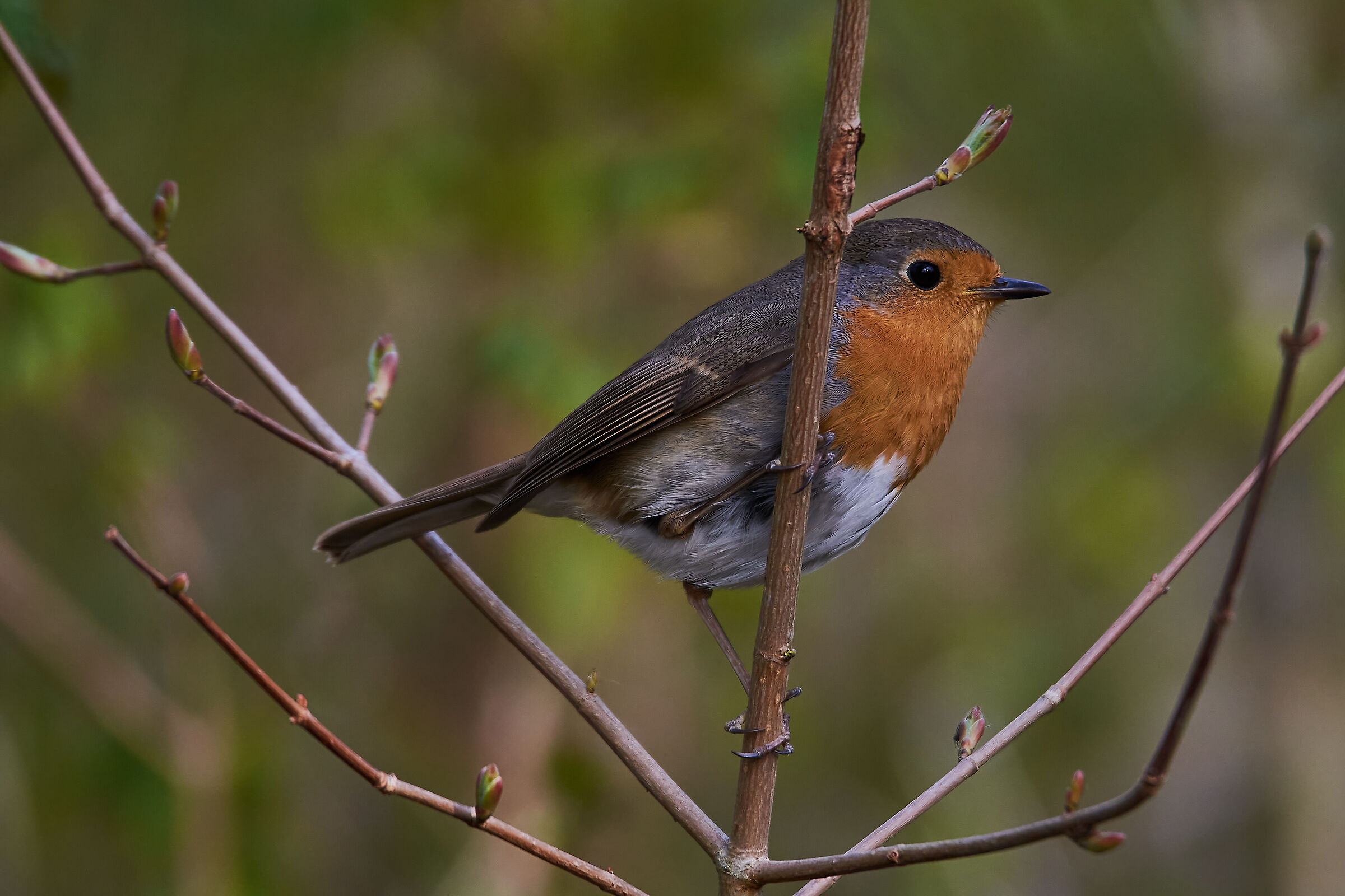 Ancora fresco per partire.....