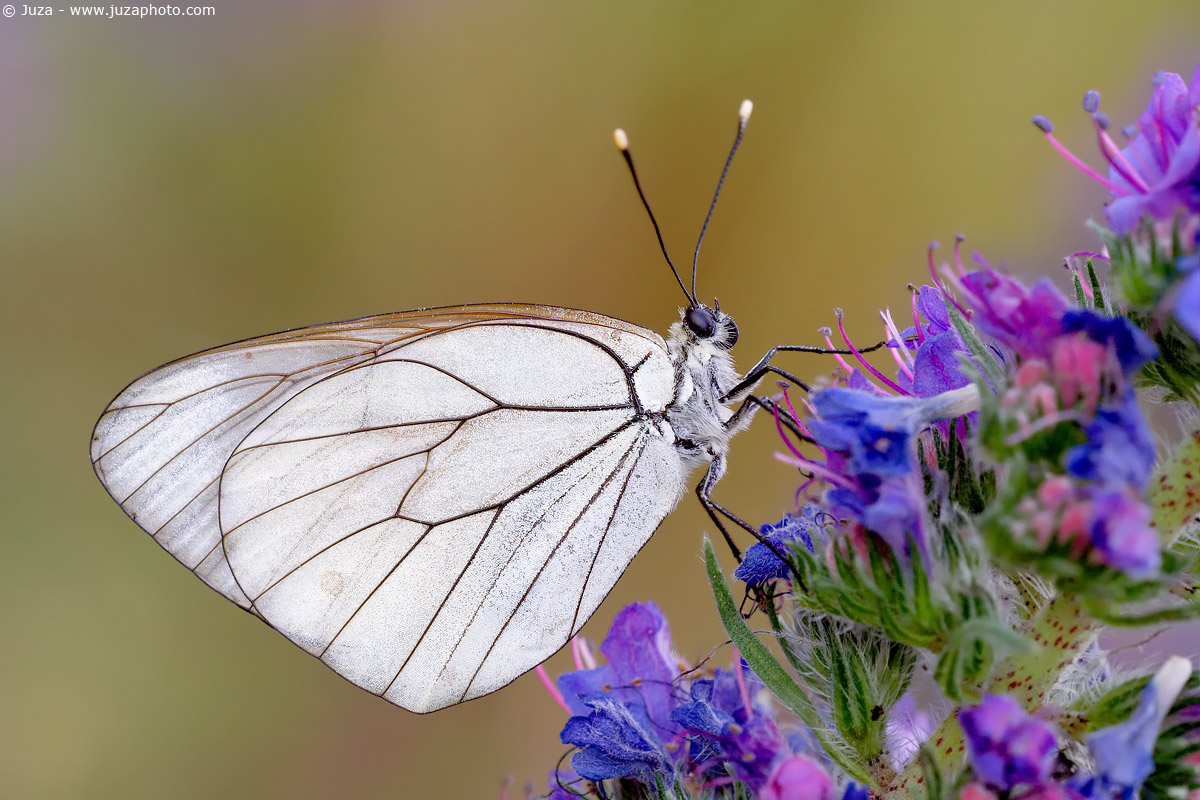 Aporia crataegi, 001578