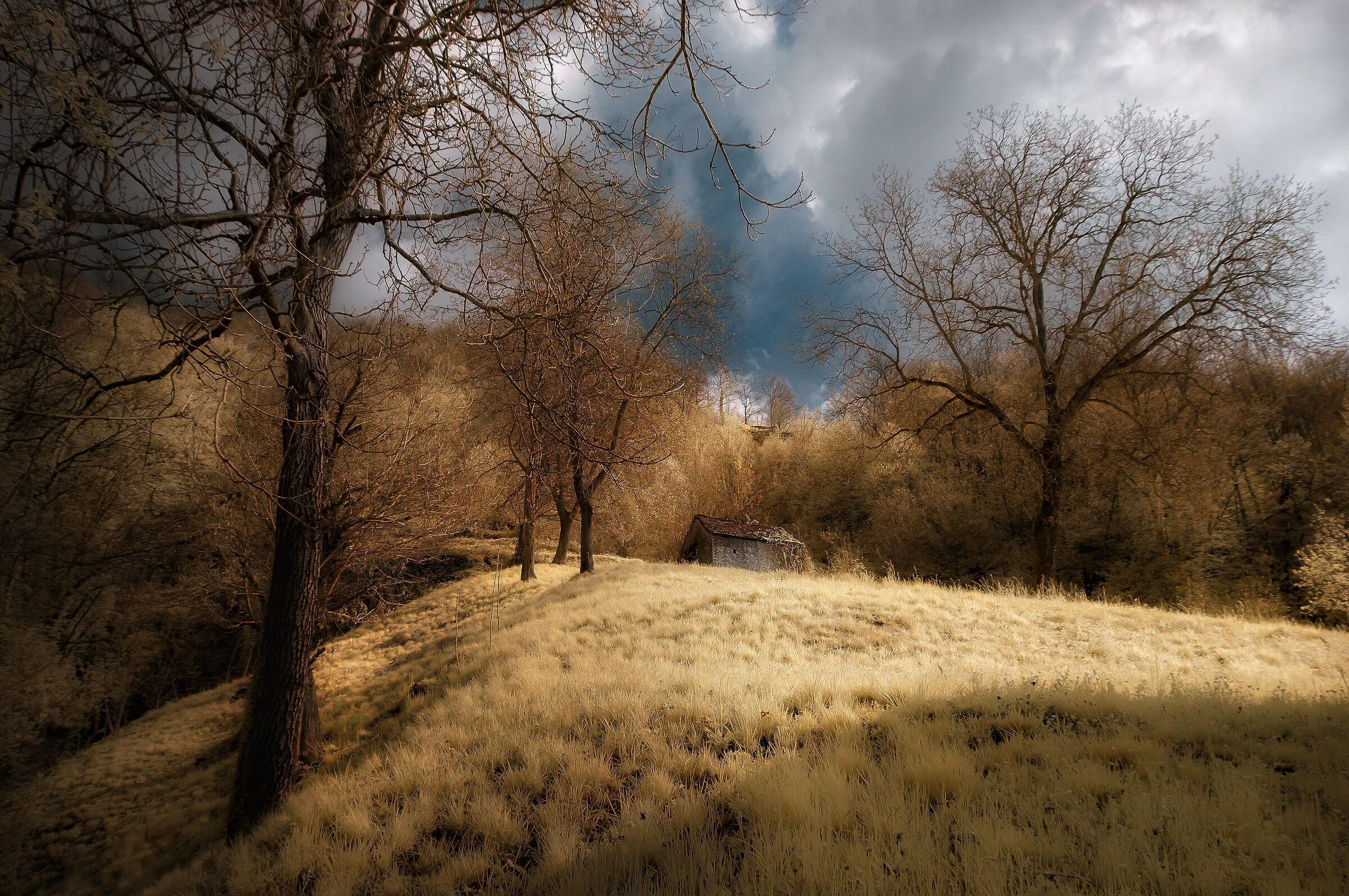 Coègia infrared dream