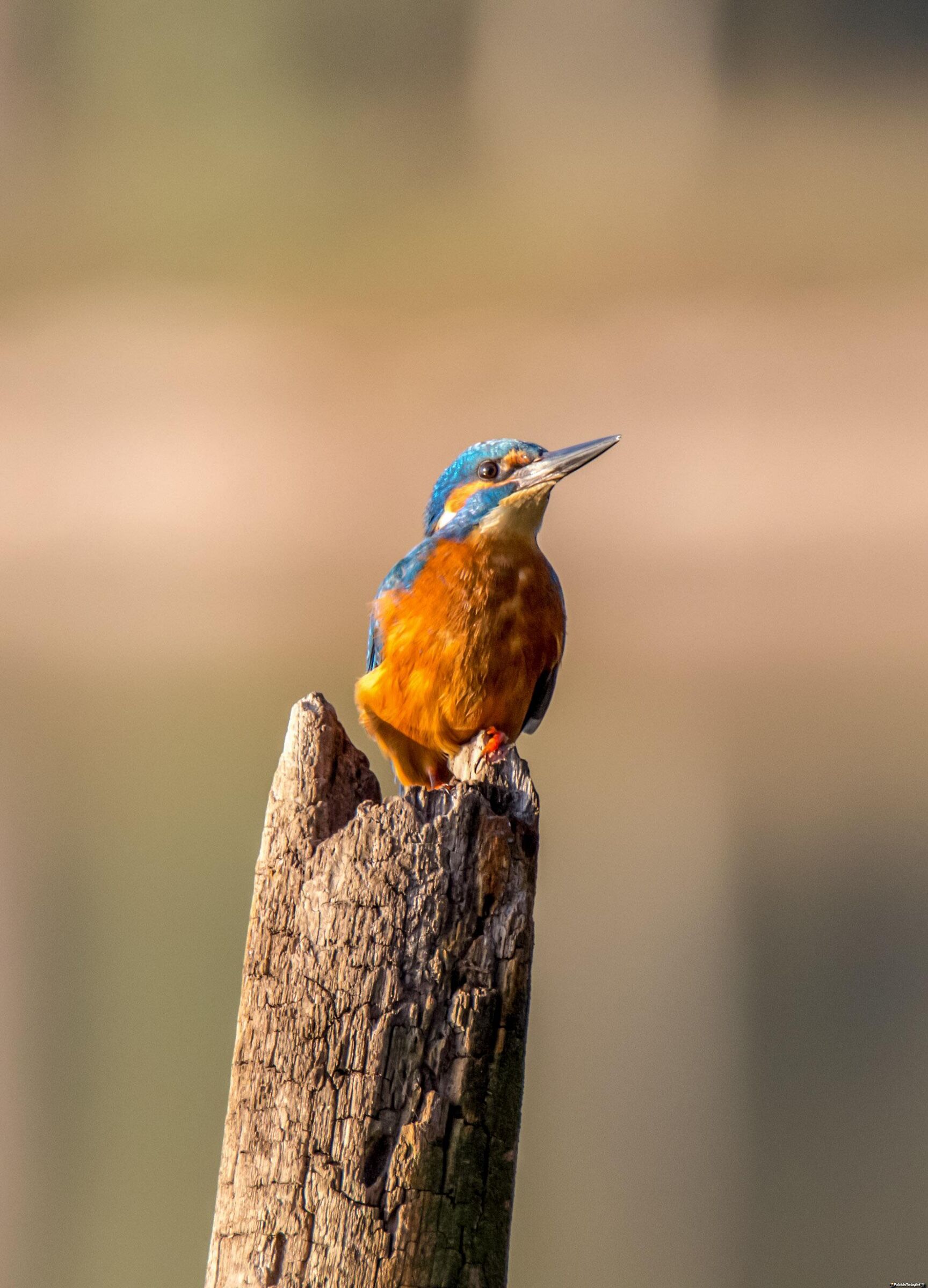 Kingfisher canon 1dx tamron 150-600 g1