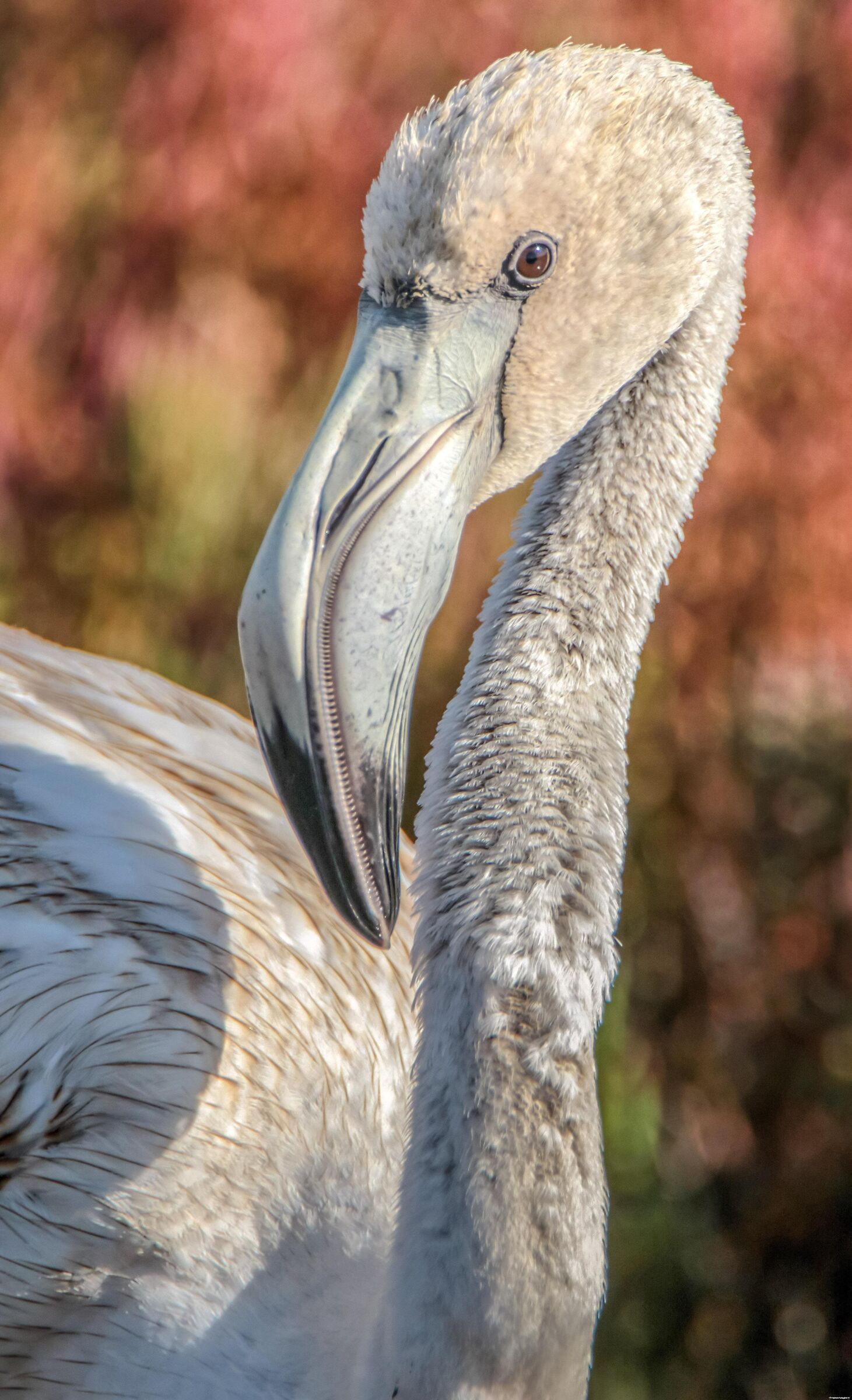Flamingo canon 7d mark ii, tamron 150-600 g1