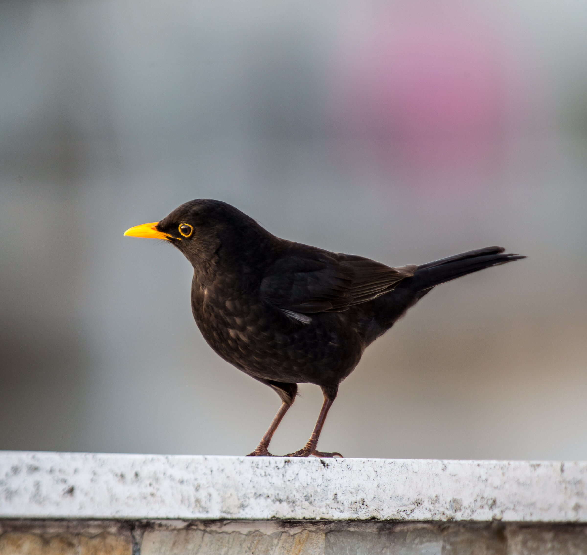 Blackmex canon 1dx sigma 120-300mm f2.8