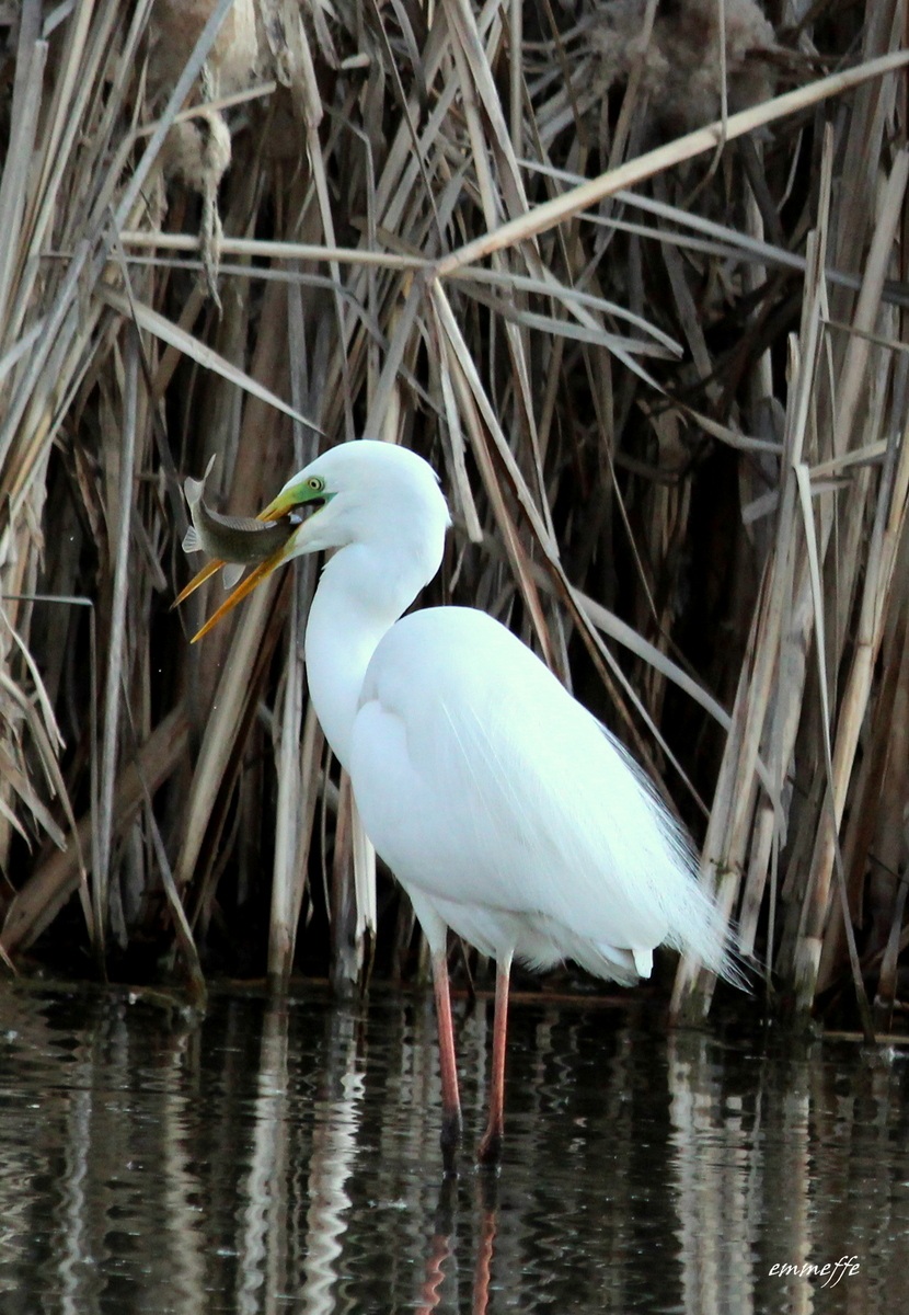 Airone bianco al pasto