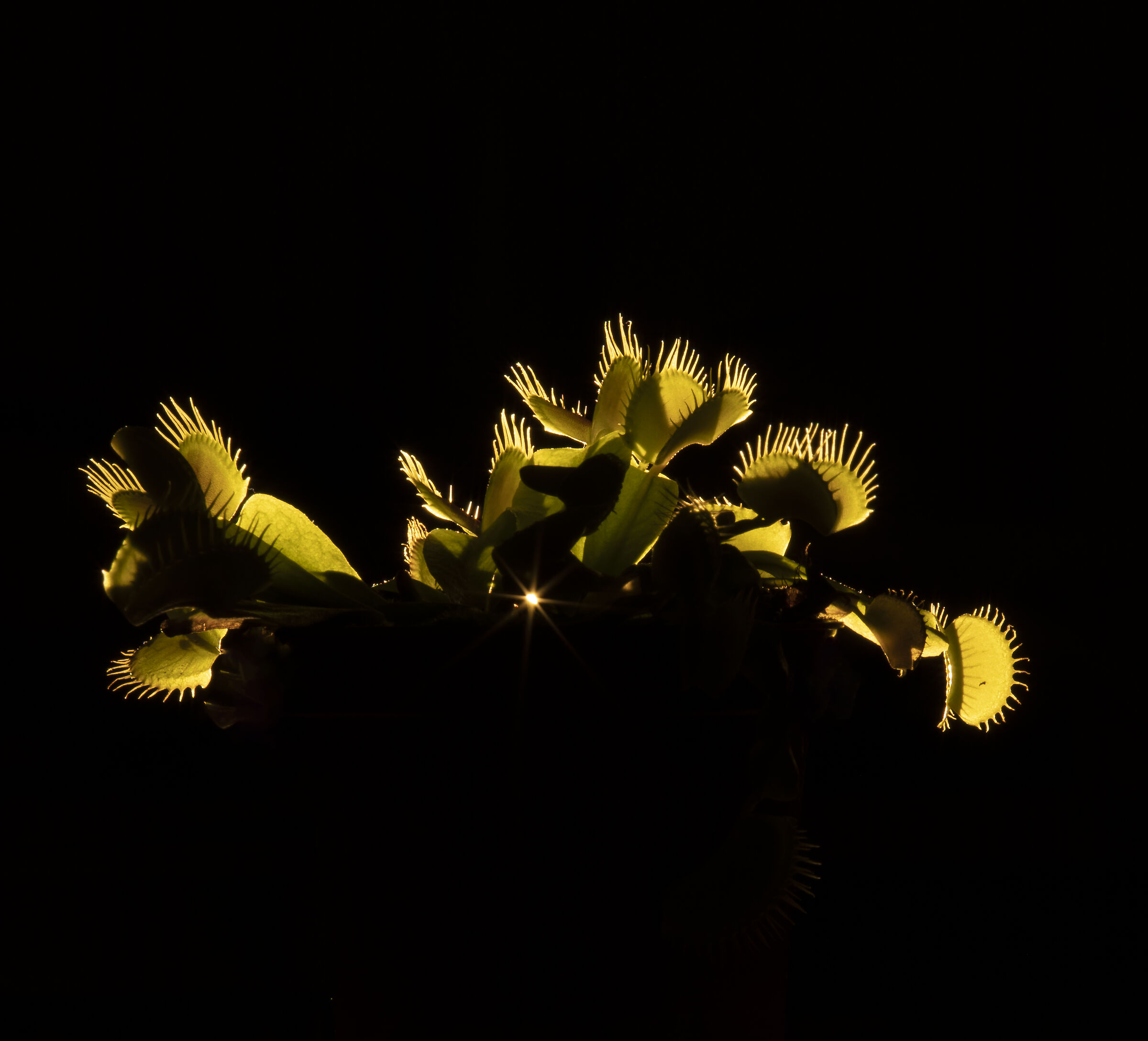 dionaea muscipula