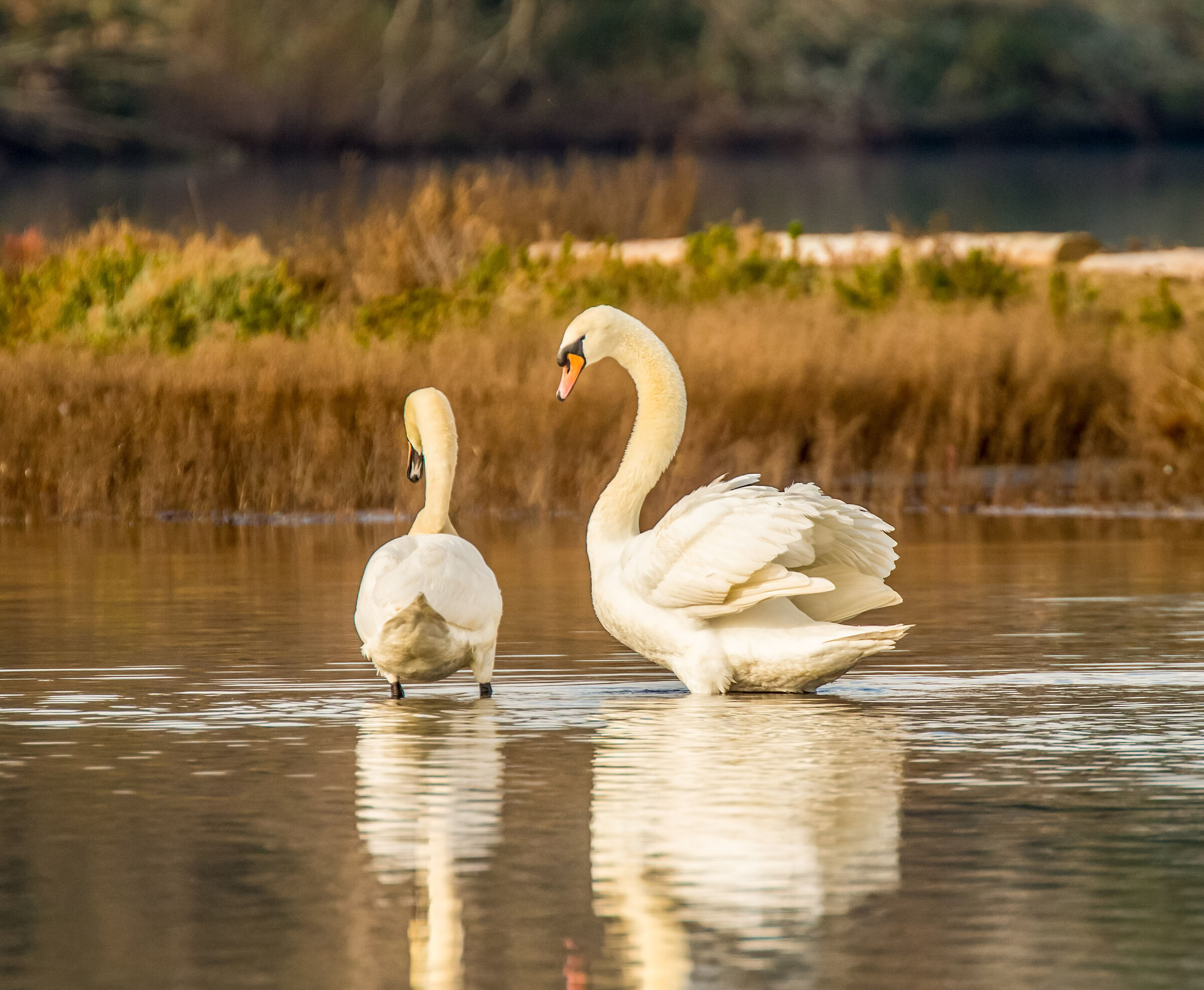 Swans canon 1dx sigma 120-300mm f2.8