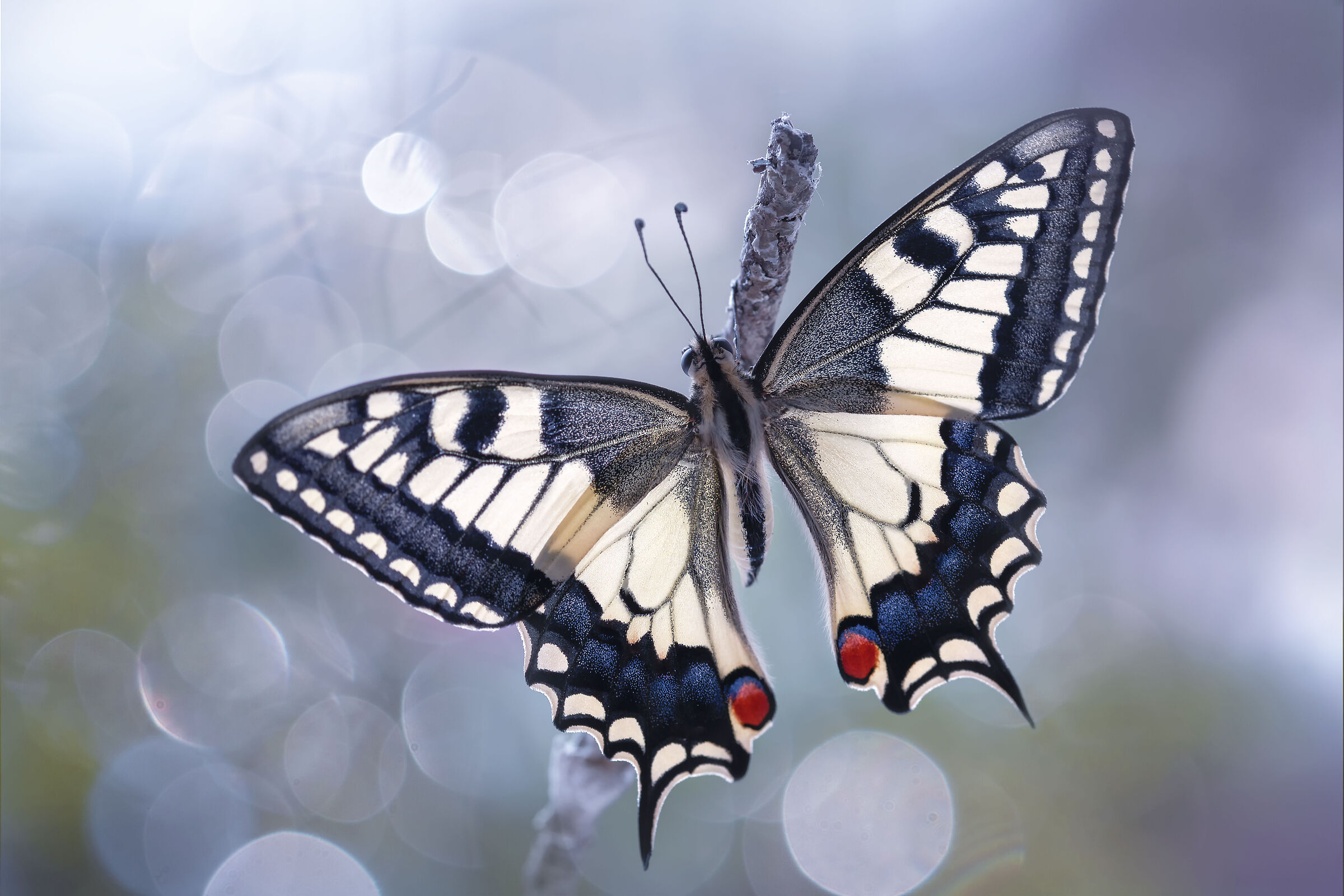 Machaon dream